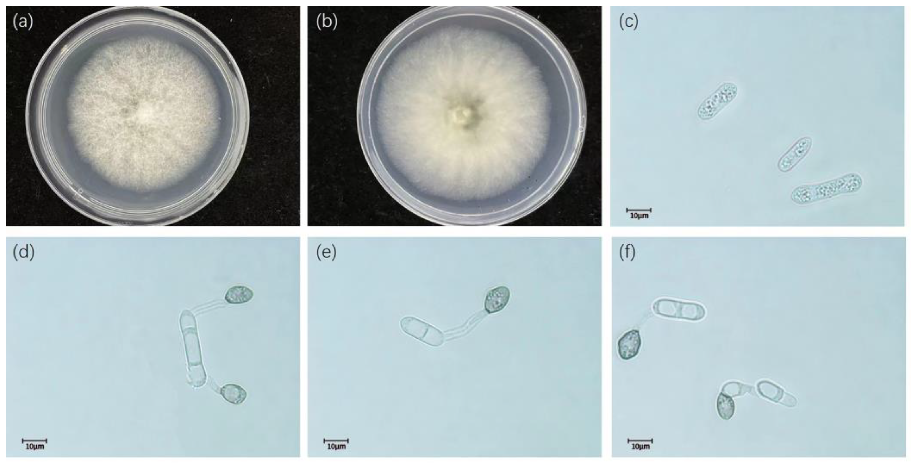 Diversity 15 00516 g004 Diversity 15 00516 g004