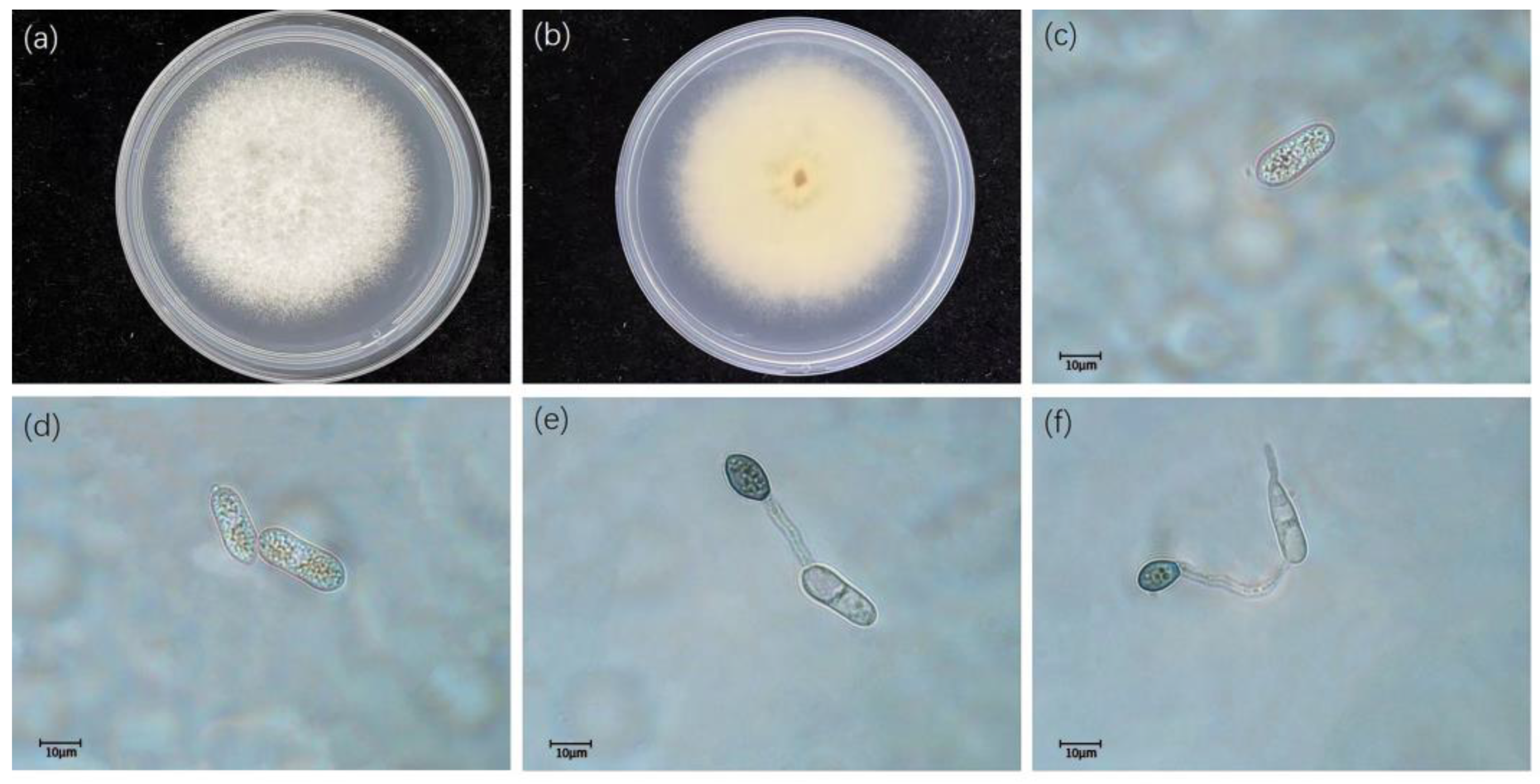 Diversity 15 00516 g005 Diversity 15 00516 g005