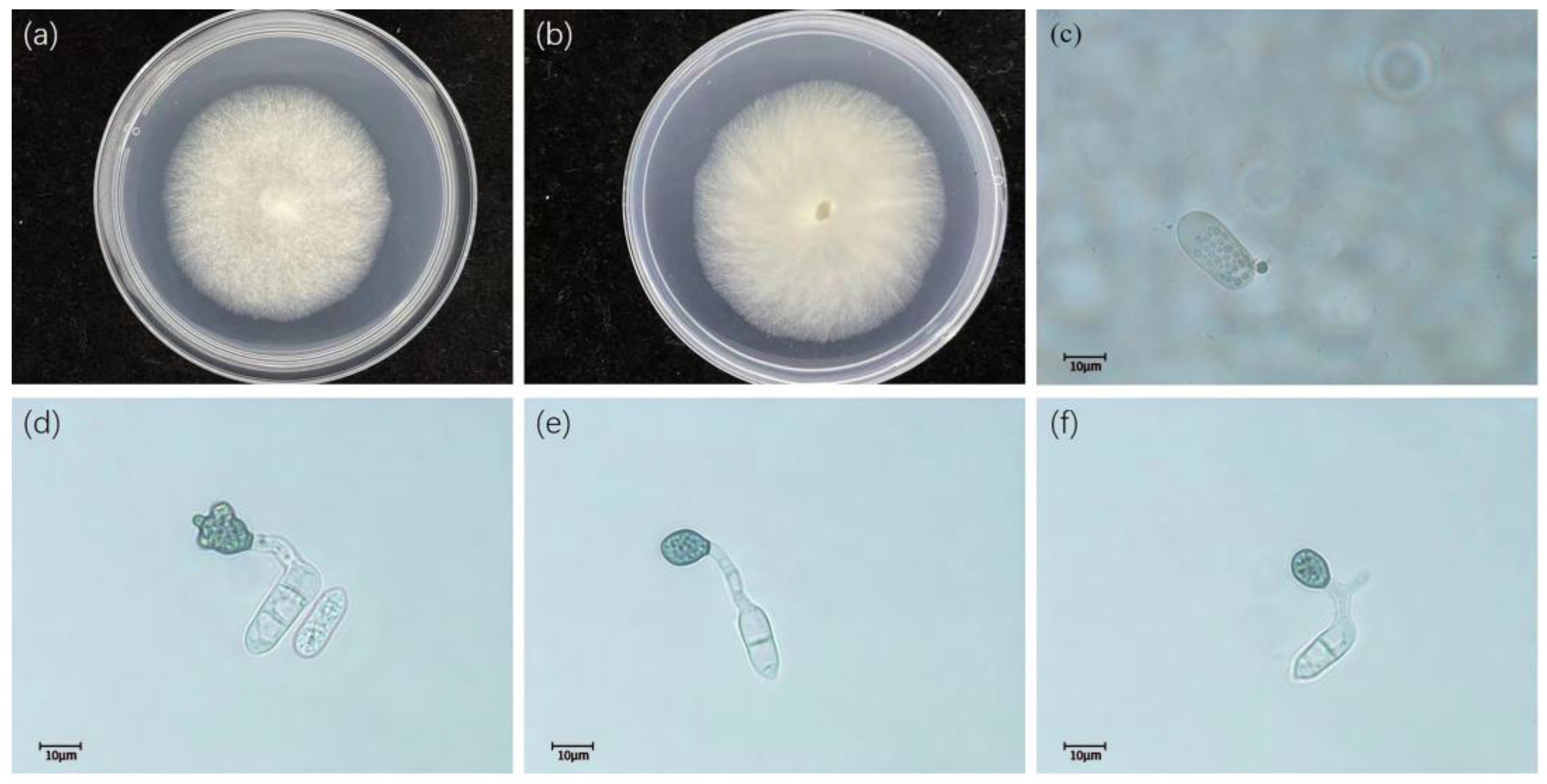 Diversity 15 00516 g006 Diversity 15 00516 g006