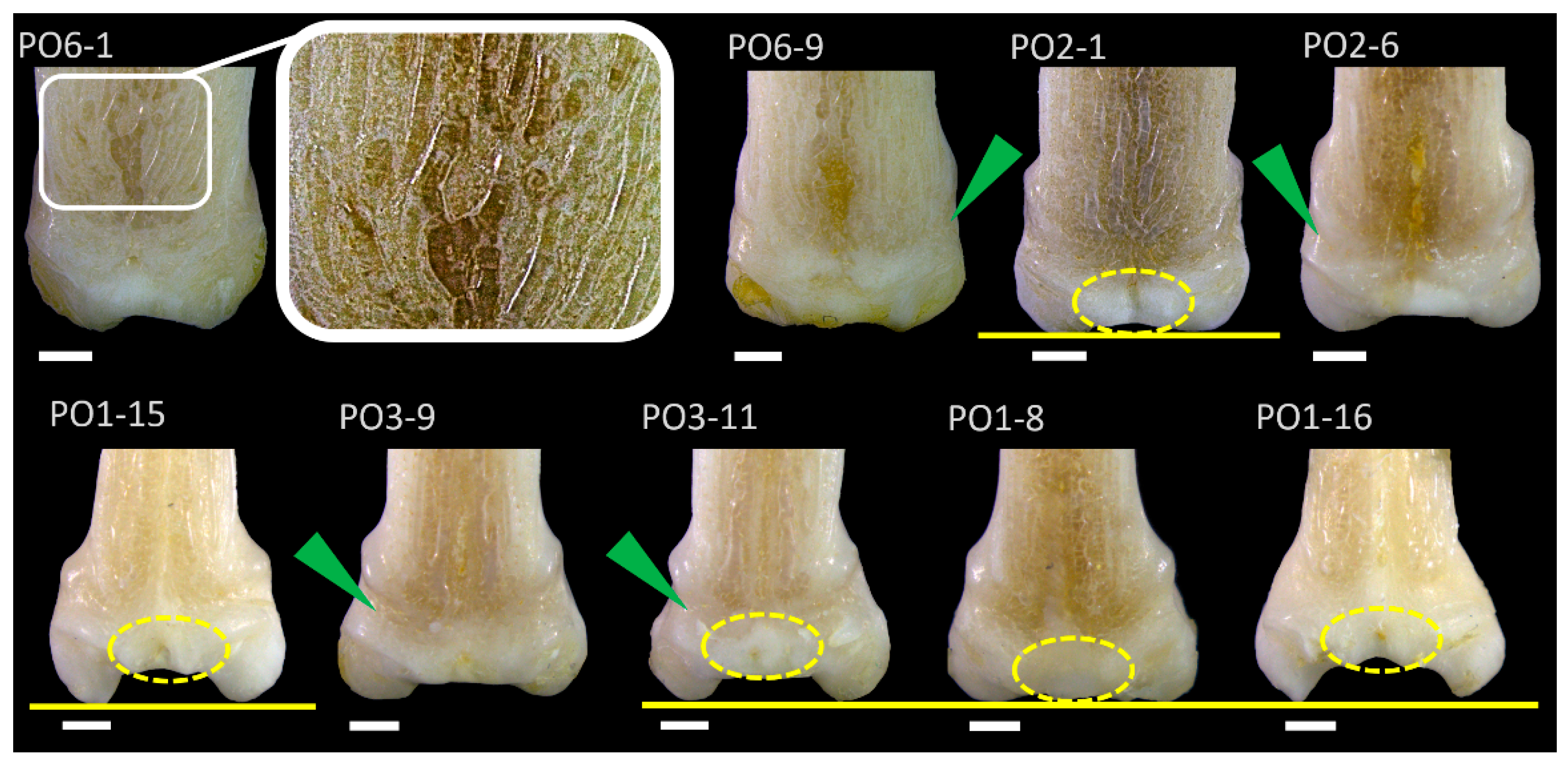 Diversity 15 00517 g002 Diversity 15 00517 g002