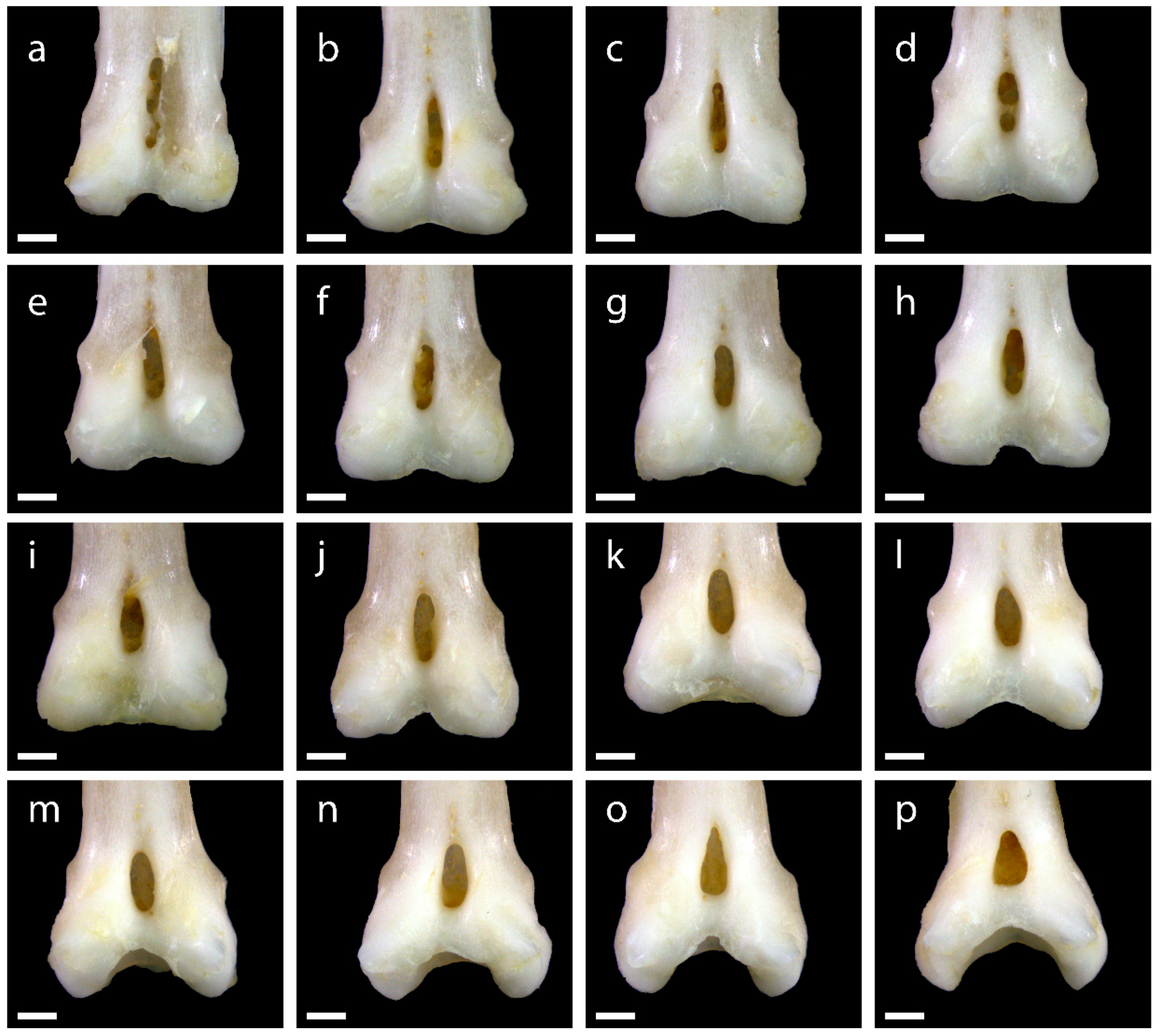 Diversity 15 00517 g0a1 Diversity 15 00517 g0a1
