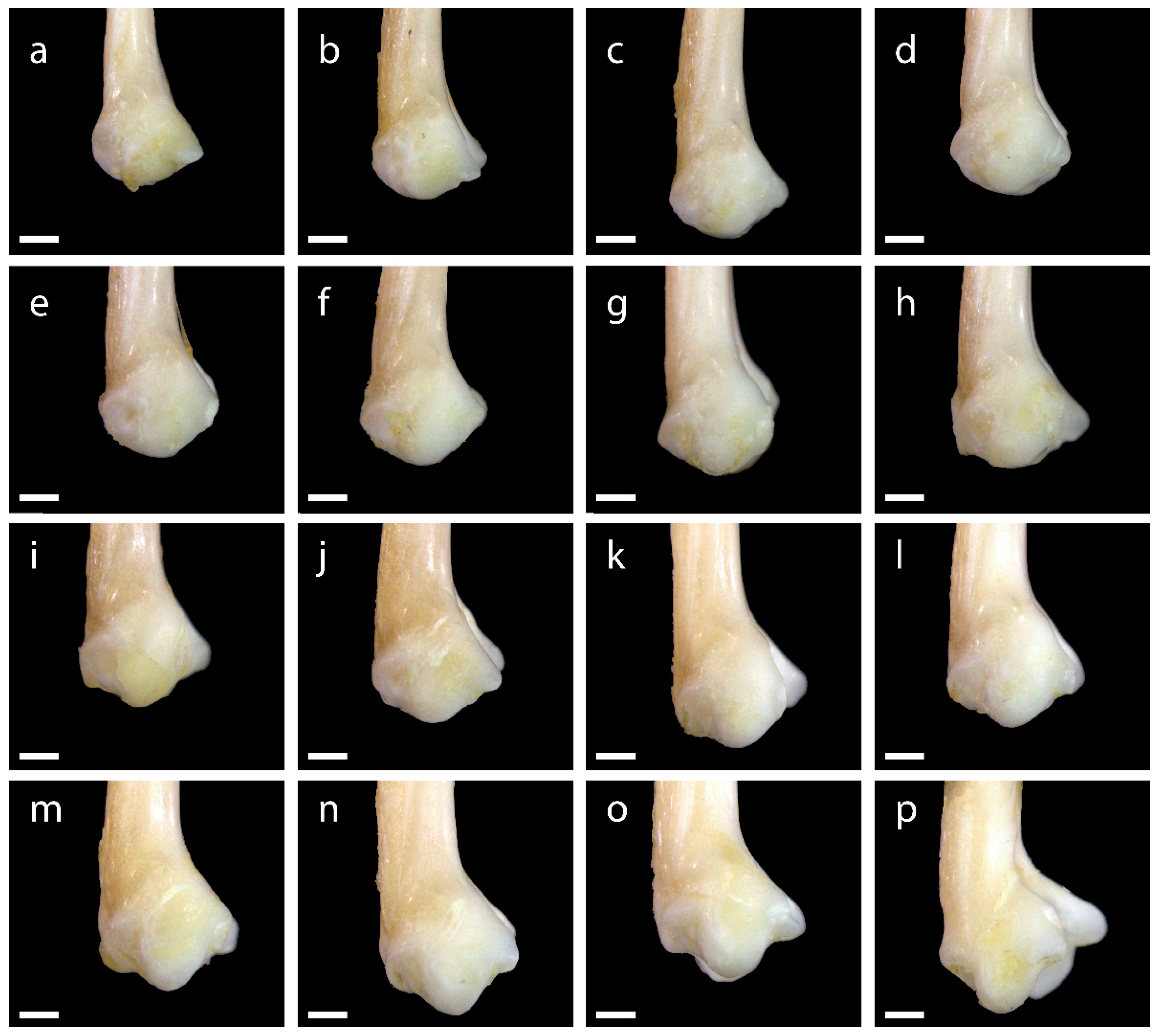 Diversity 15 00517 g0a11 Diversity 15 00517 g0a11