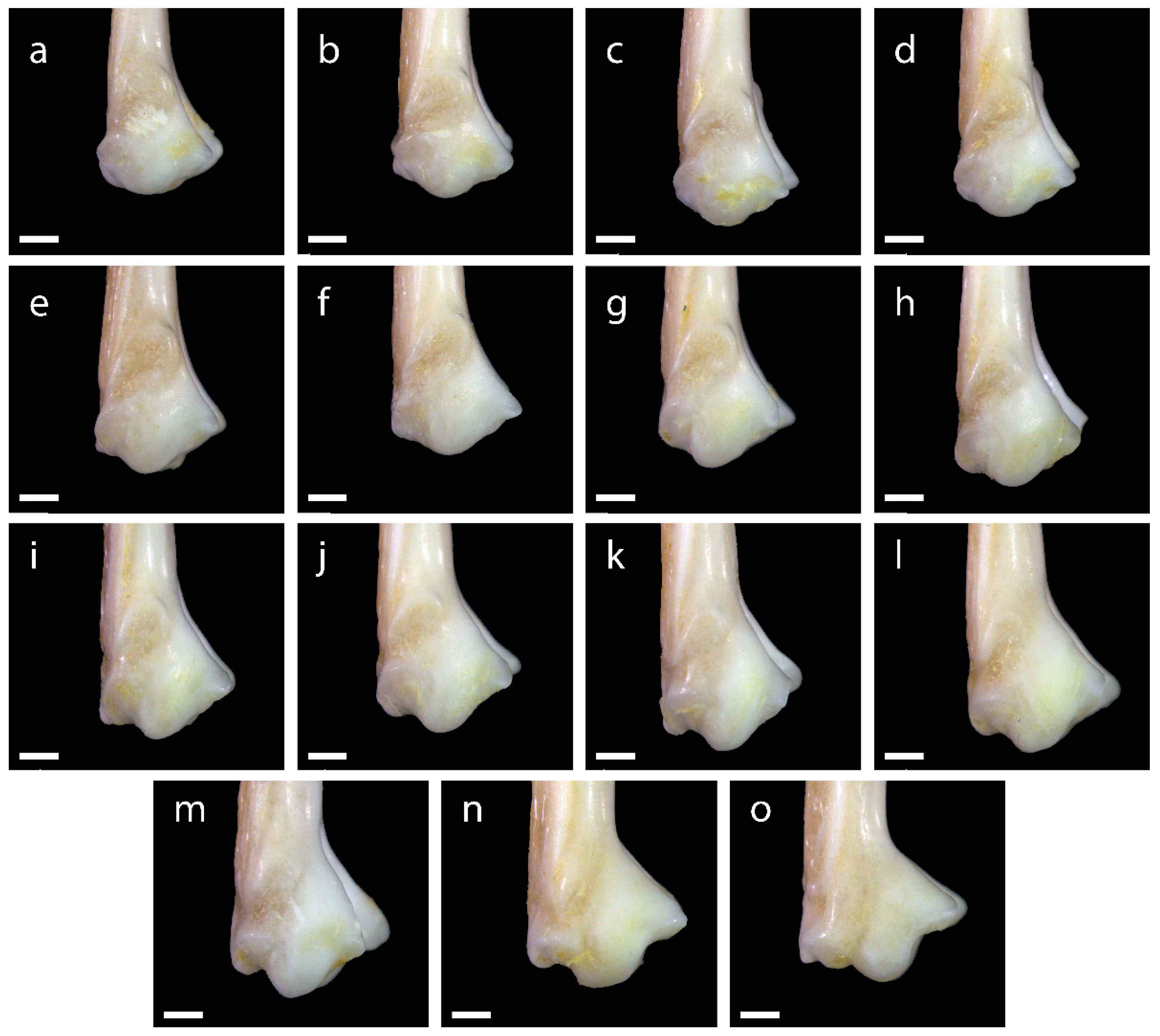 Diversity 15 00517 g0a12 Diversity 15 00517 g0a12