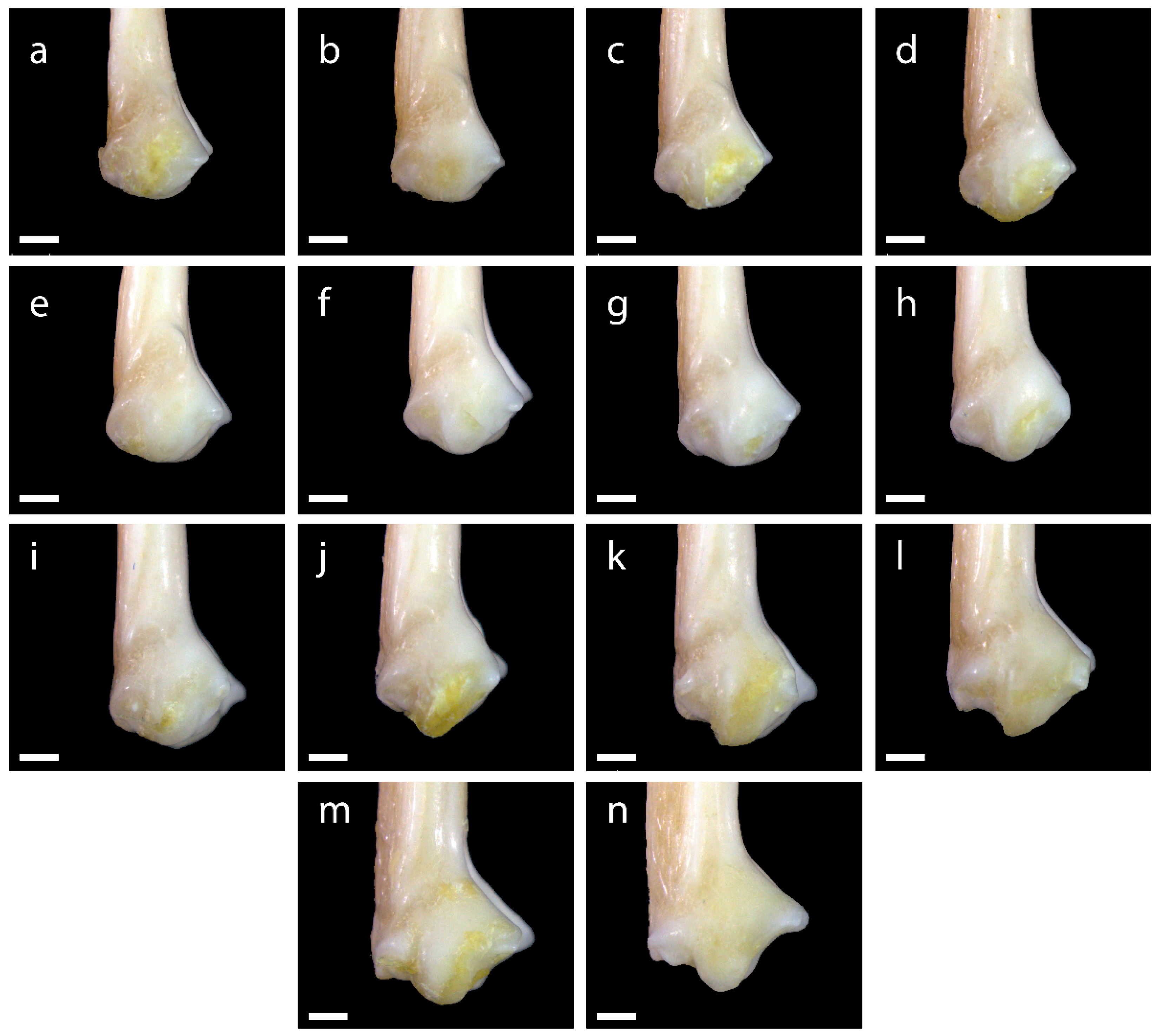 Diversity 15 00517 g0a13 Diversity 15 00517 g0a13