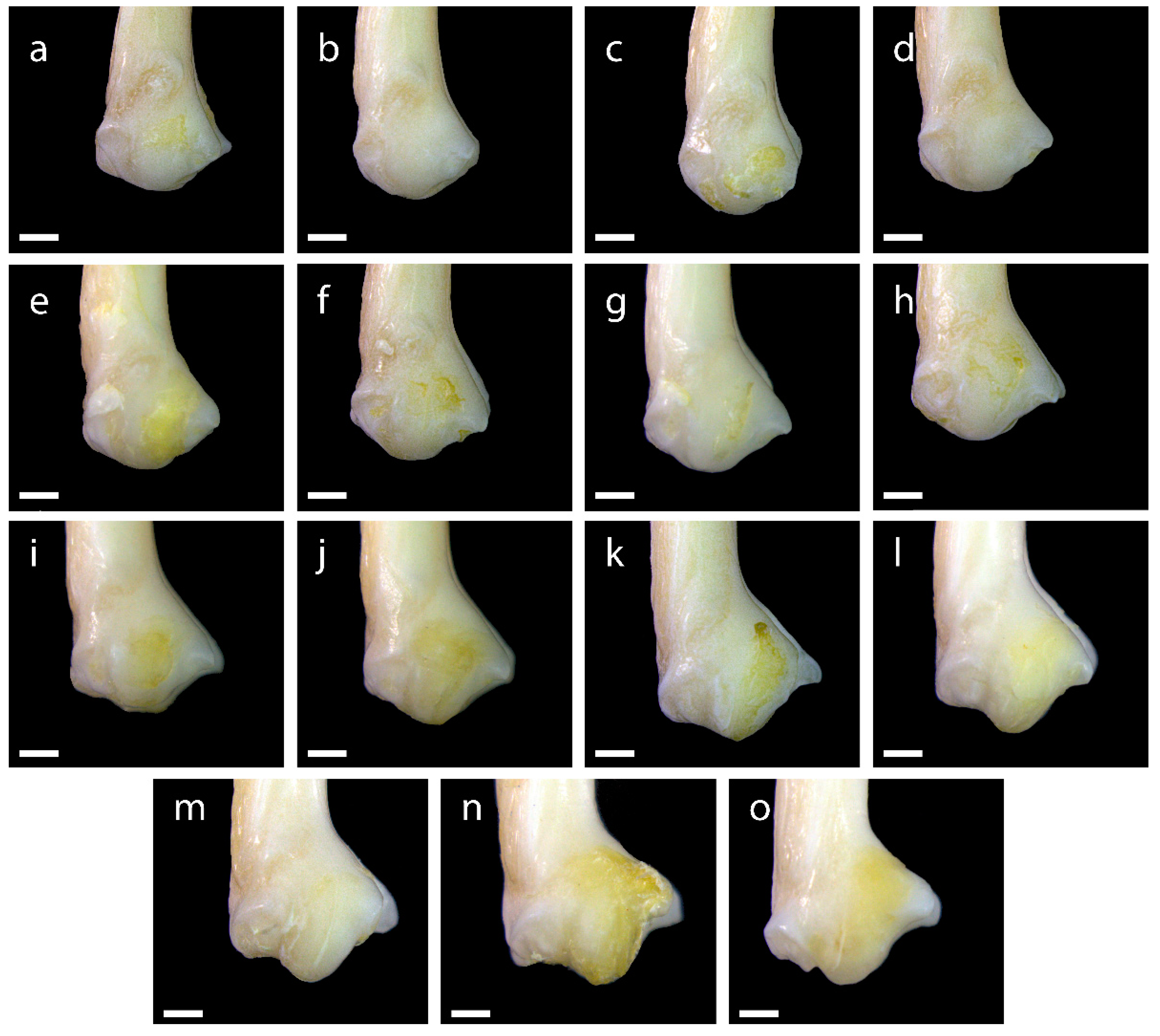 Diversity 15 00517 g0a14 Diversity 15 00517 g0a14