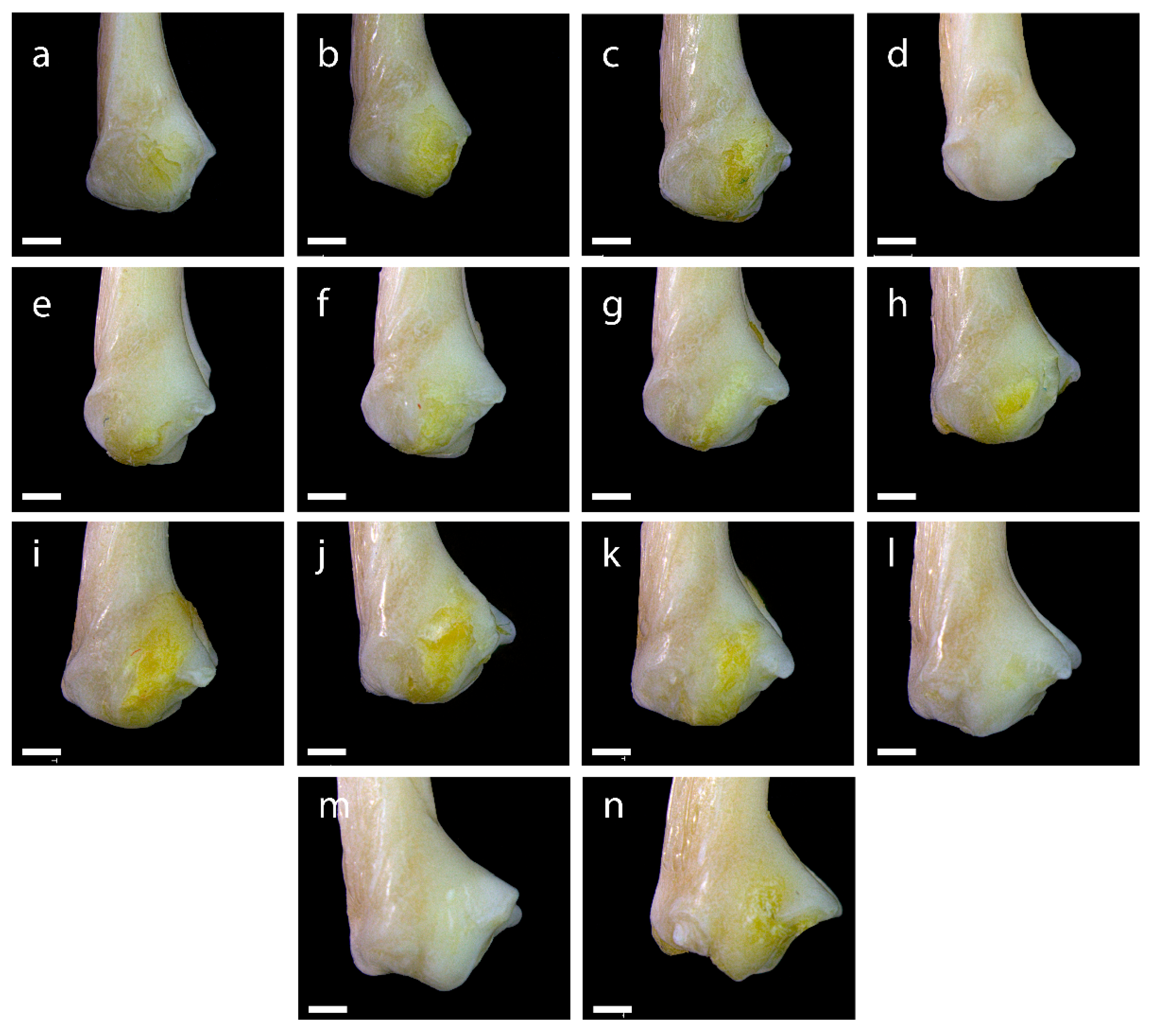 Diversity 15 00517 g0a15 Diversity 15 00517 g0a15
