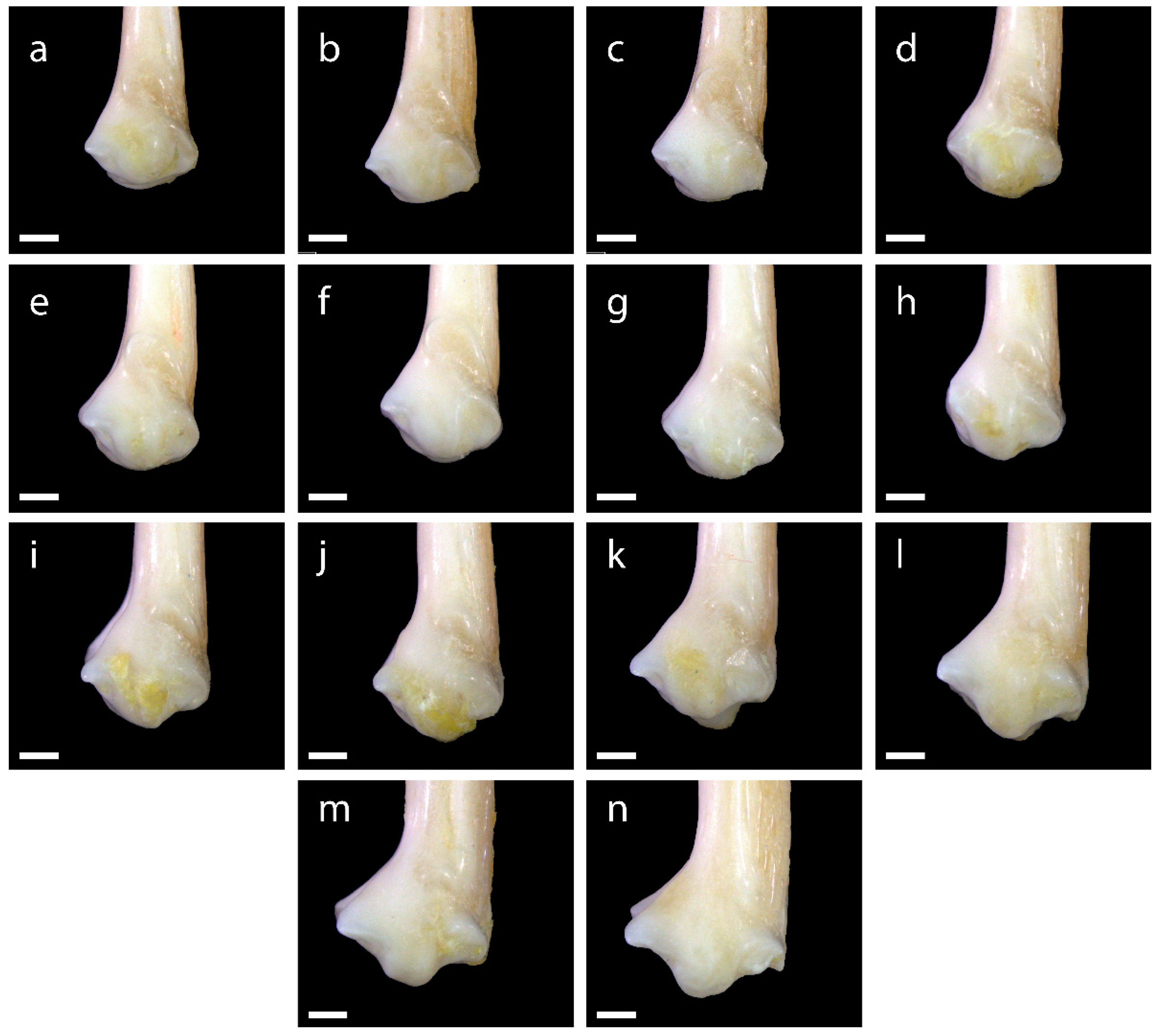 Diversity 15 00517 g0a18 Diversity 15 00517 g0a18