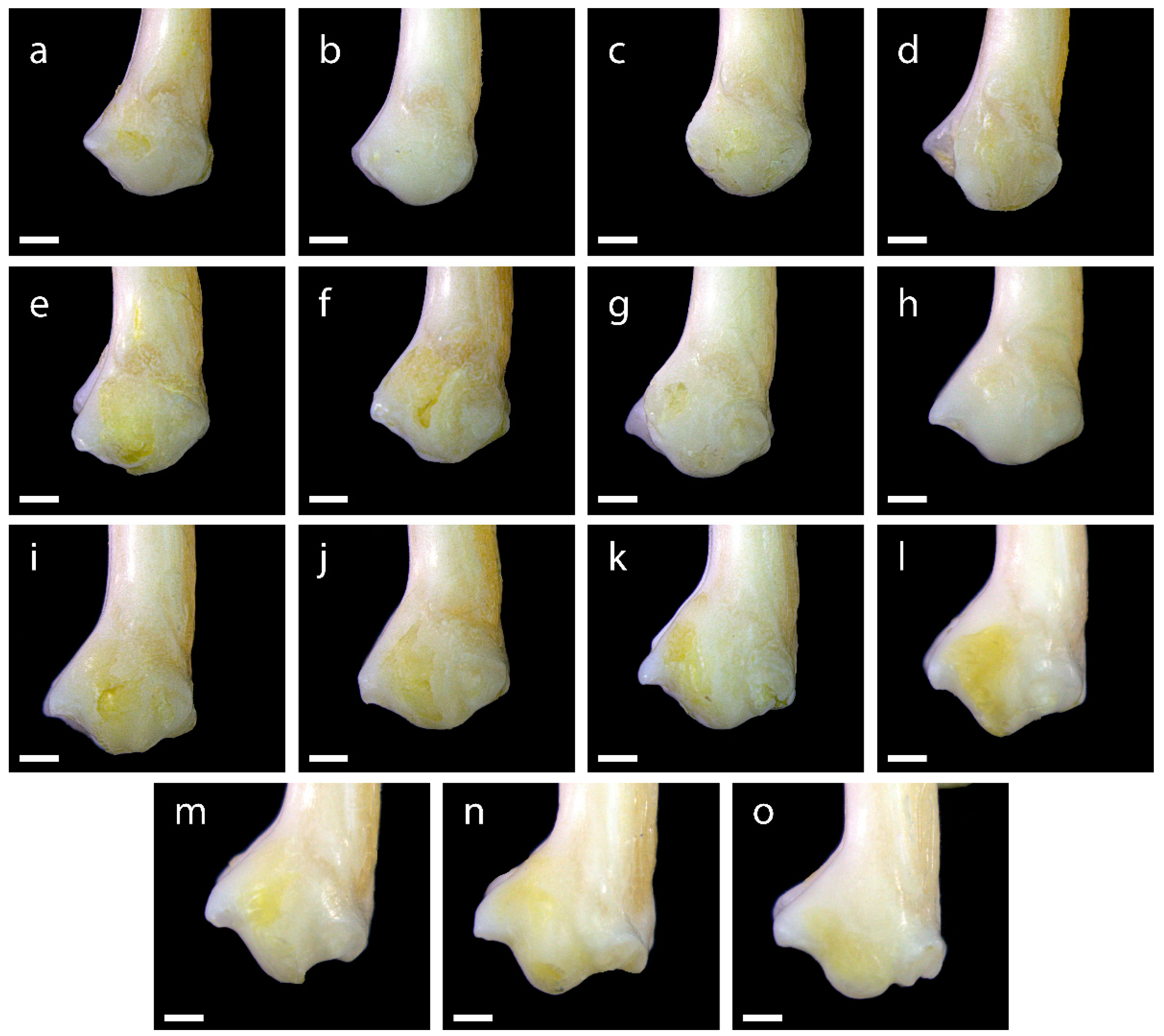 Diversity 15 00517 g0a19 Diversity 15 00517 g0a19