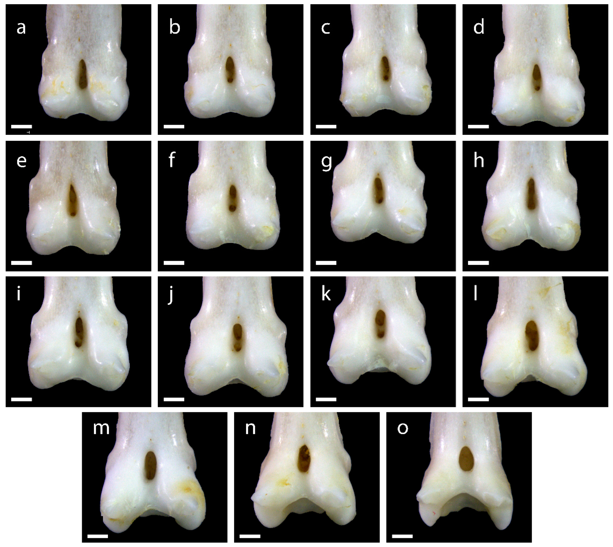 Diversity 15 00517 g0a2 Diversity 15 00517 g0a2