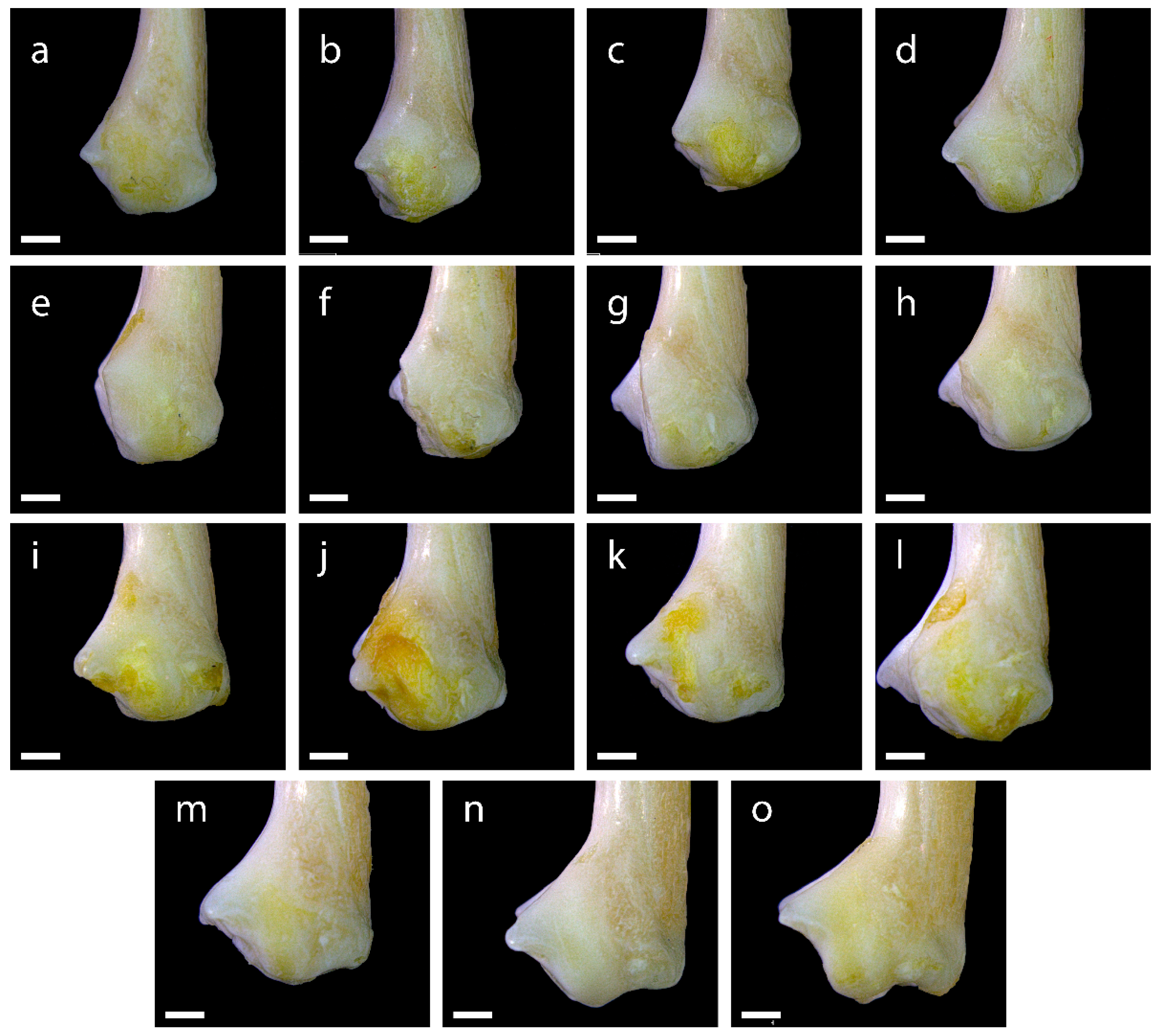 Diversity 15 00517 g0a20 Diversity 15 00517 g0a20