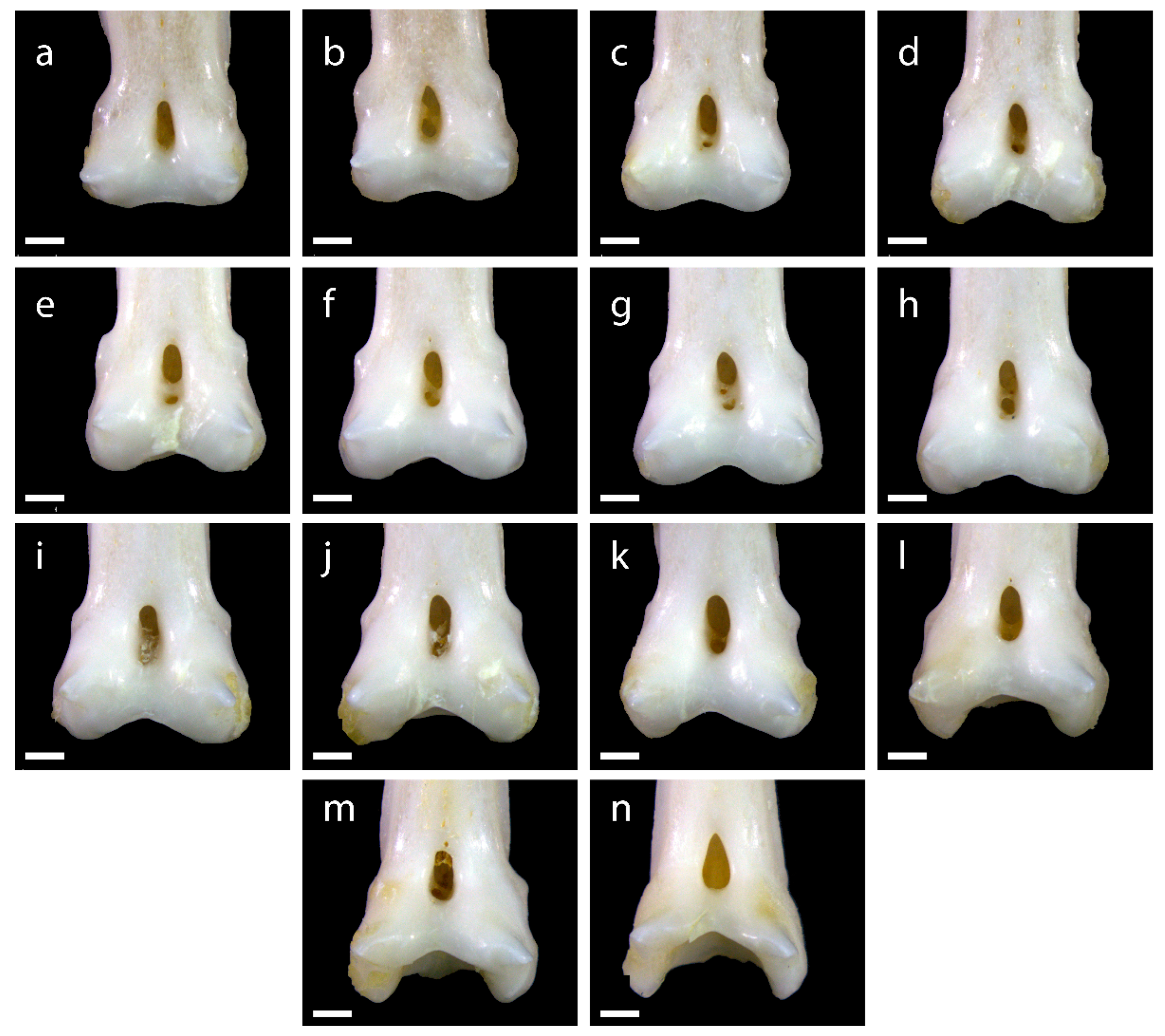 Diversity 15 00517 g0a3 Diversity 15 00517 g0a3