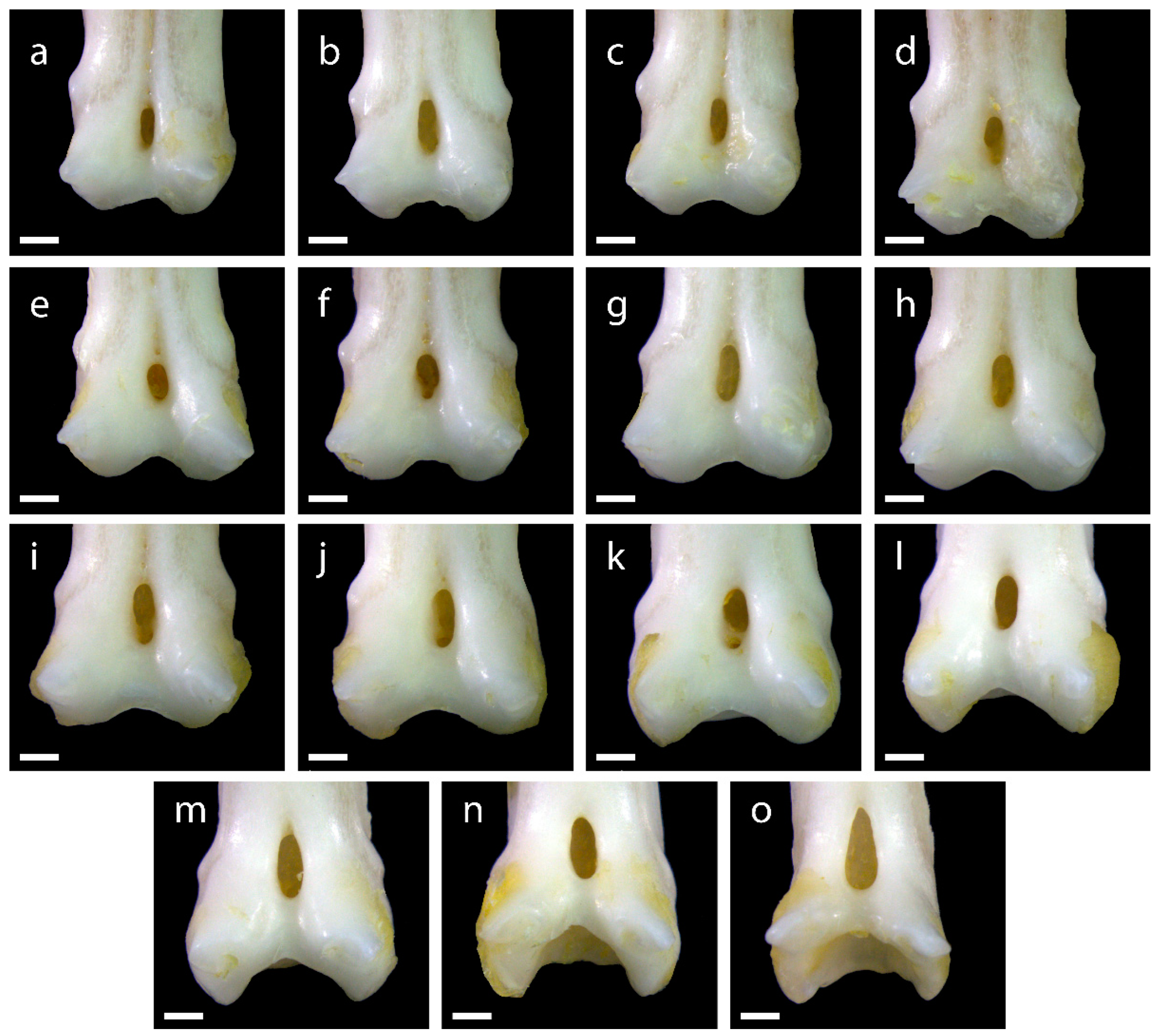 Diversity 15 00517 g0a4 Diversity 15 00517 g0a4