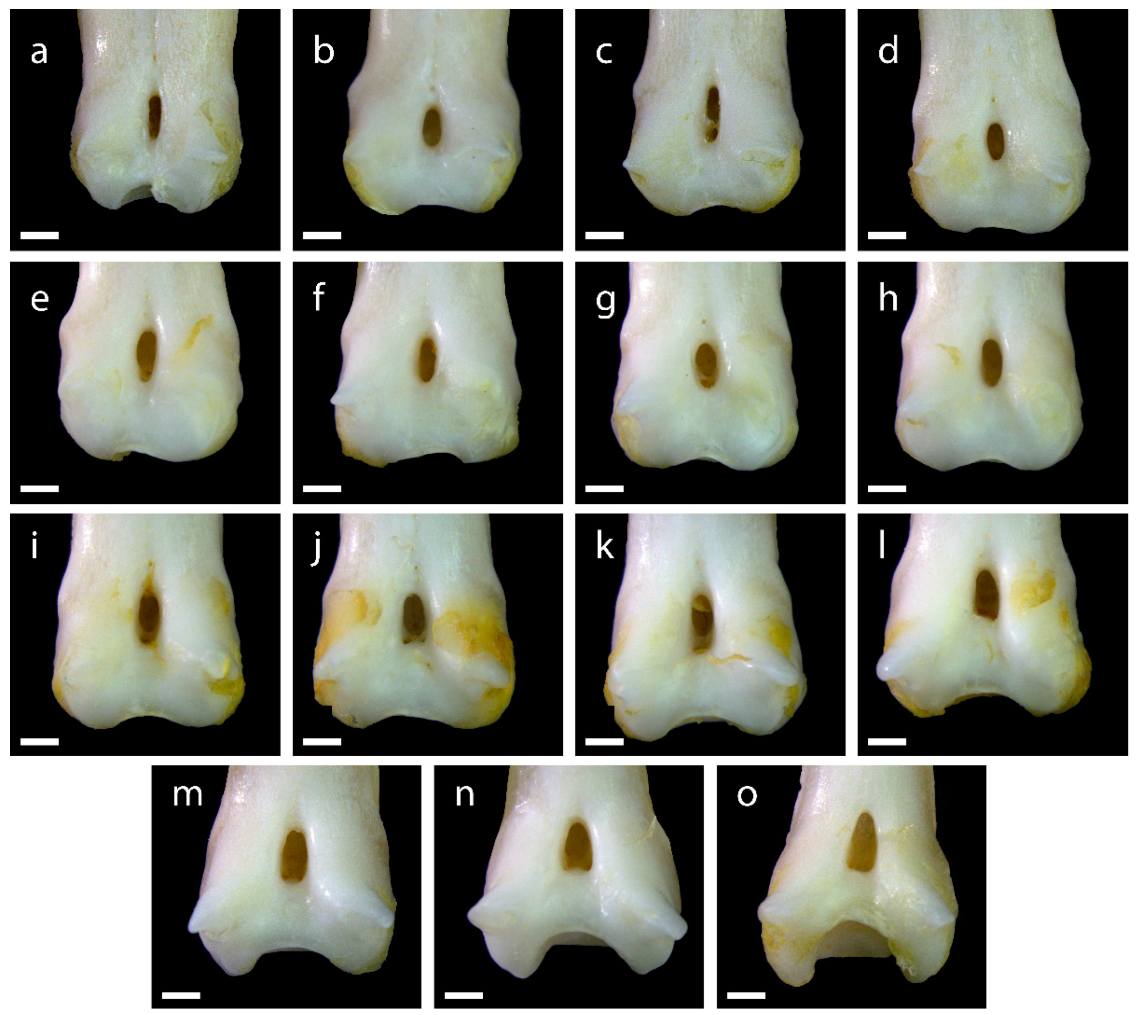 Diversity 15 00517 g0a5 Diversity 15 00517 g0a5
