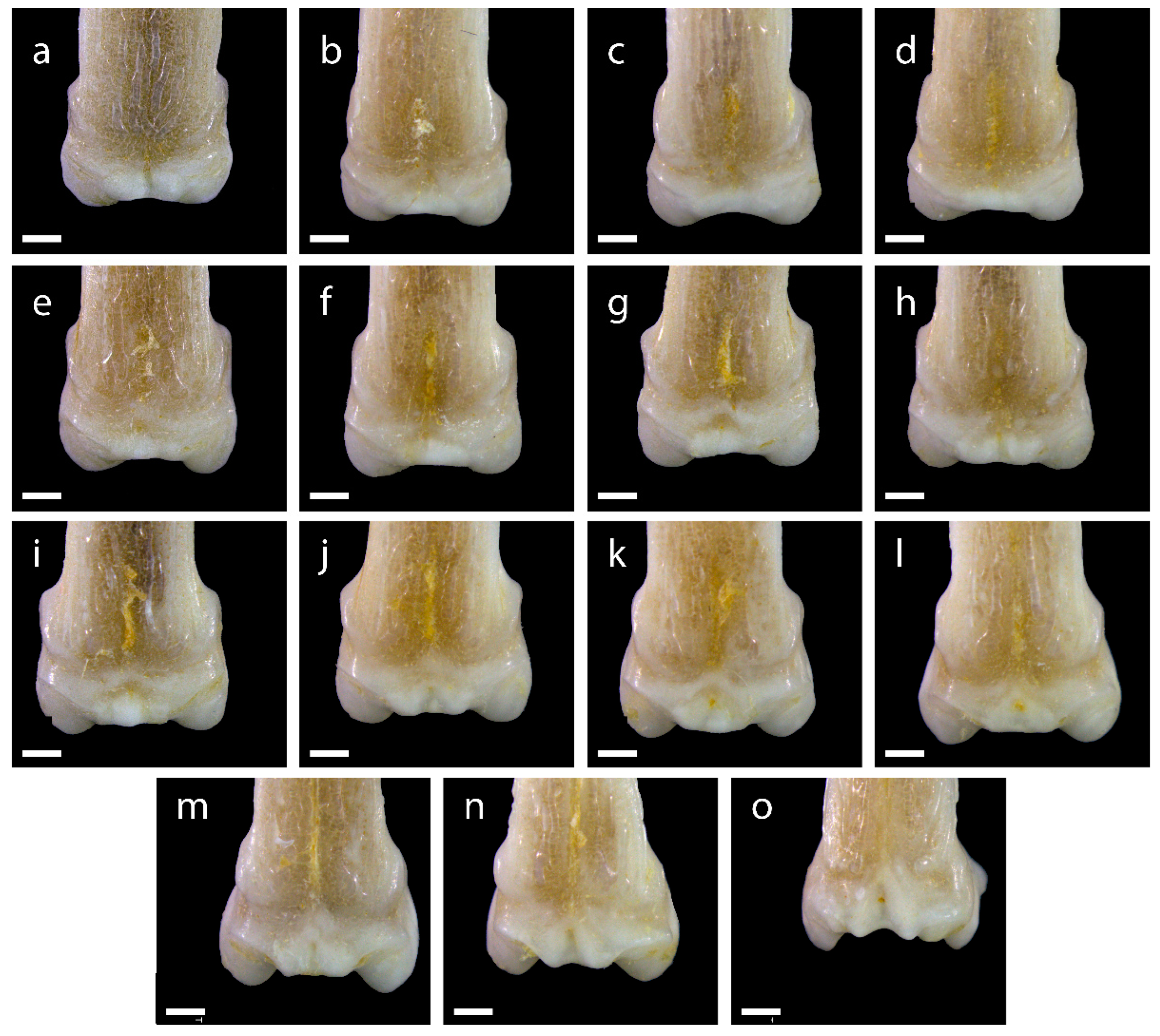 Diversity 15 00517 g0a7 Diversity 15 00517 g0a7