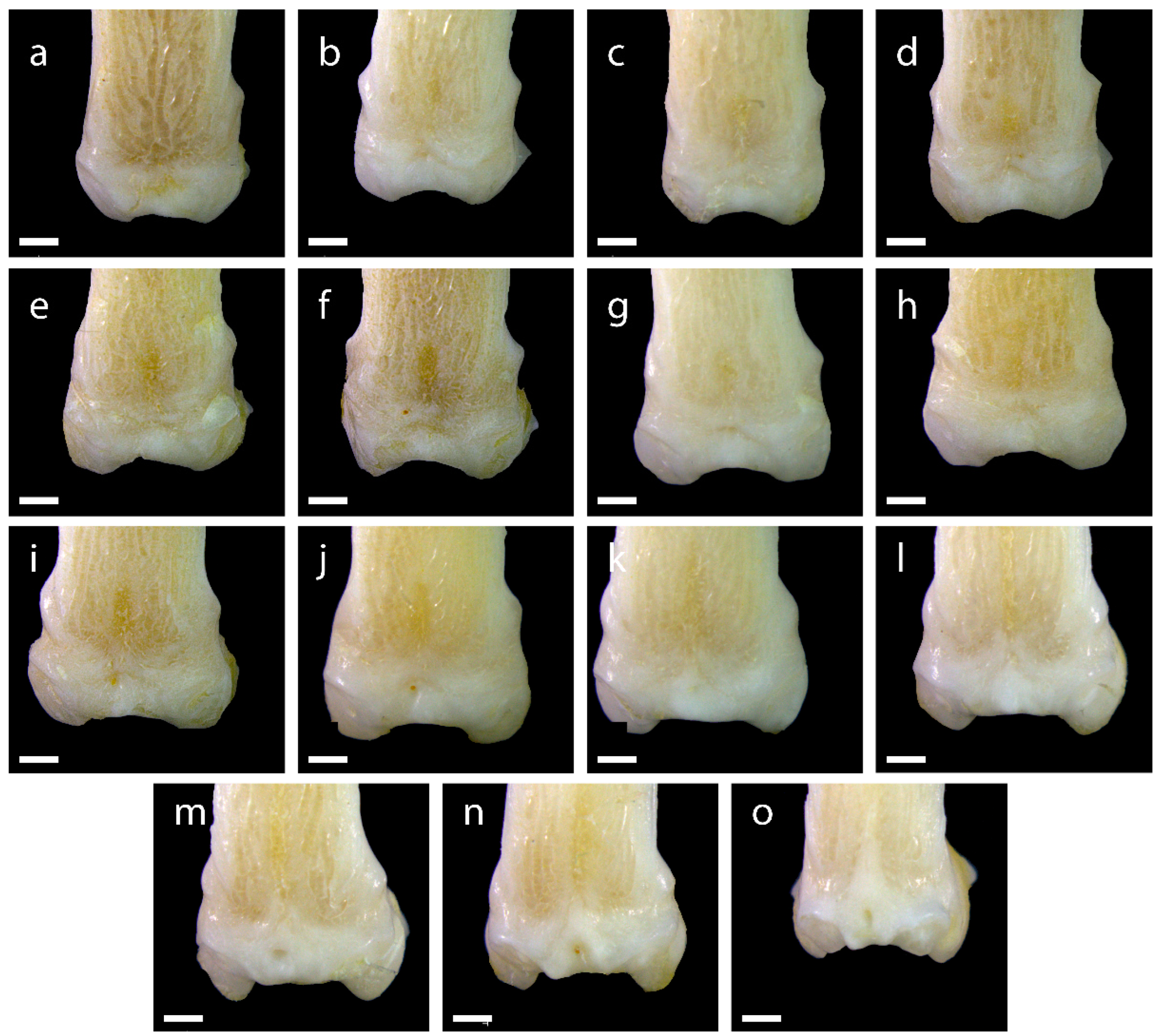 Diversity 15 00517 g0a9 Diversity 15 00517 g0a9