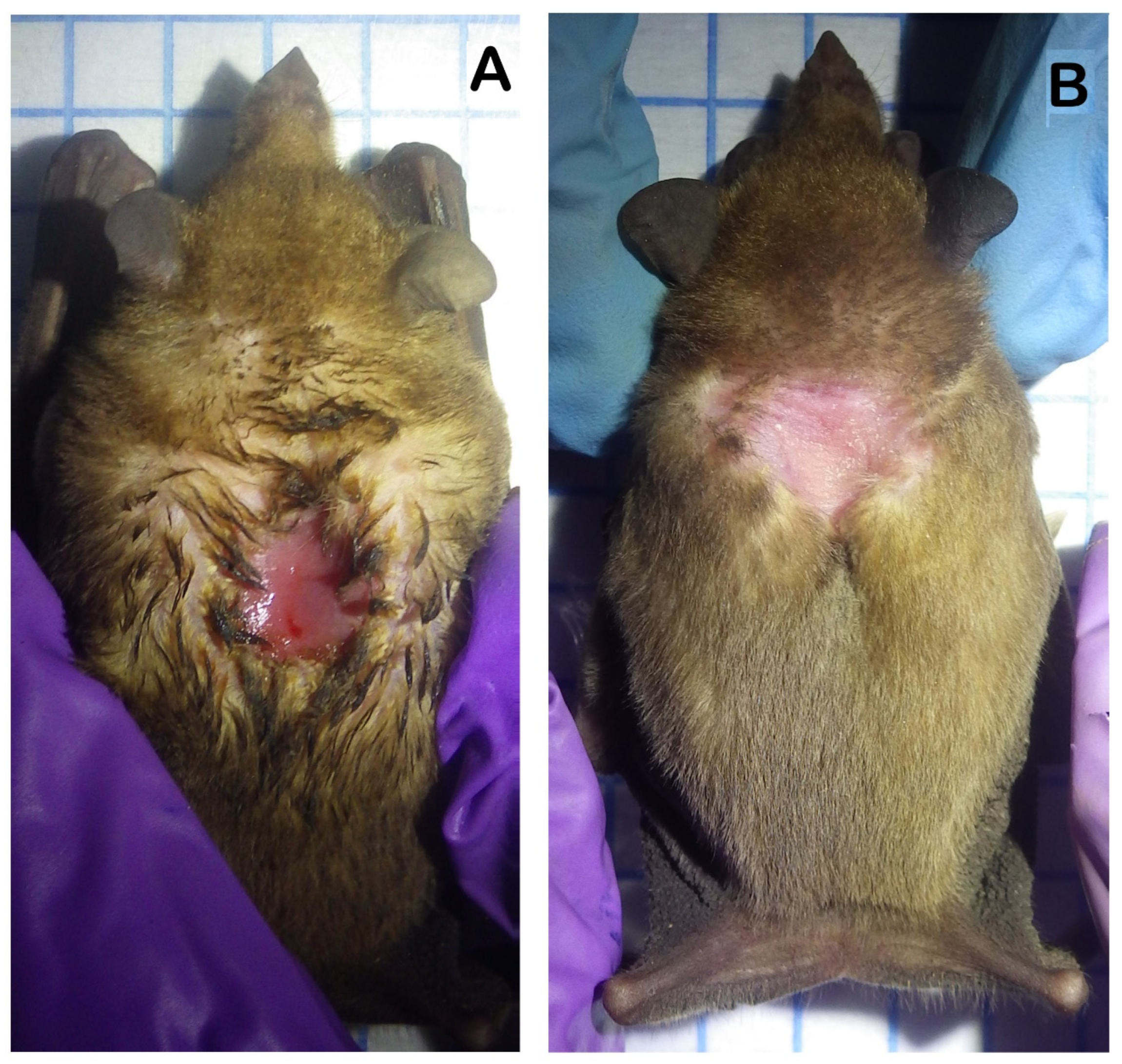 Diversity 15 00530 g002 Diversity 15 00530 g002