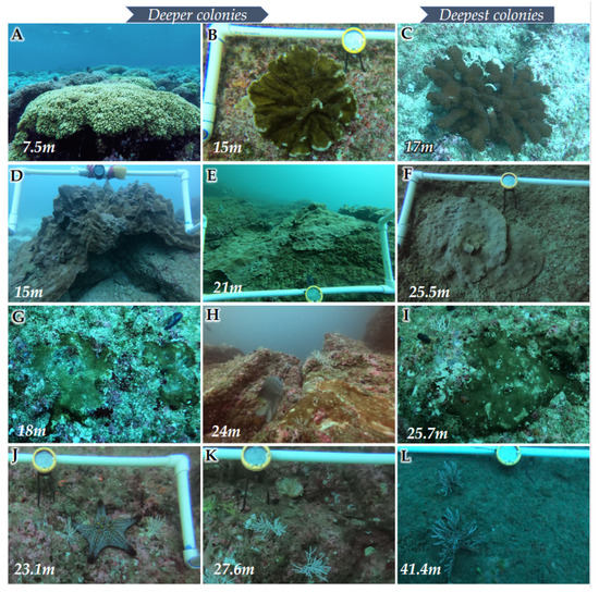 foo。 Benthic Characterization of Mesophotic Communities Based on