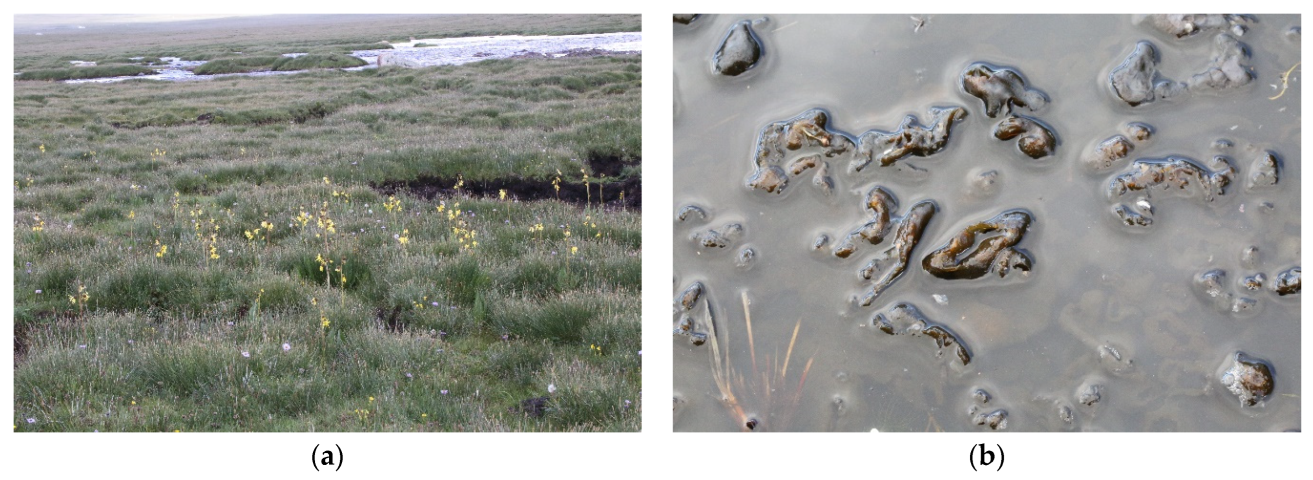 Diversity 15 00536 g001