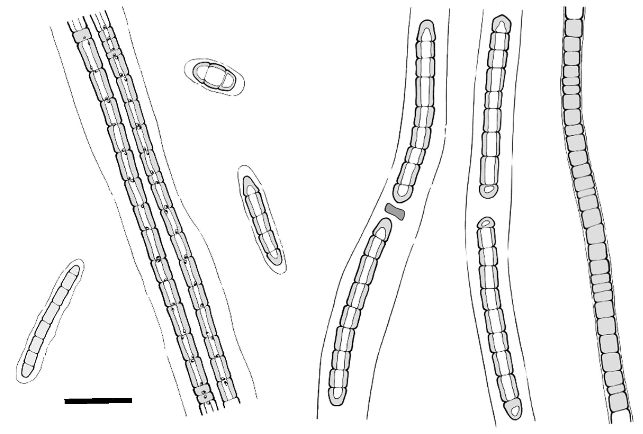 Diversity 15 00536 g002