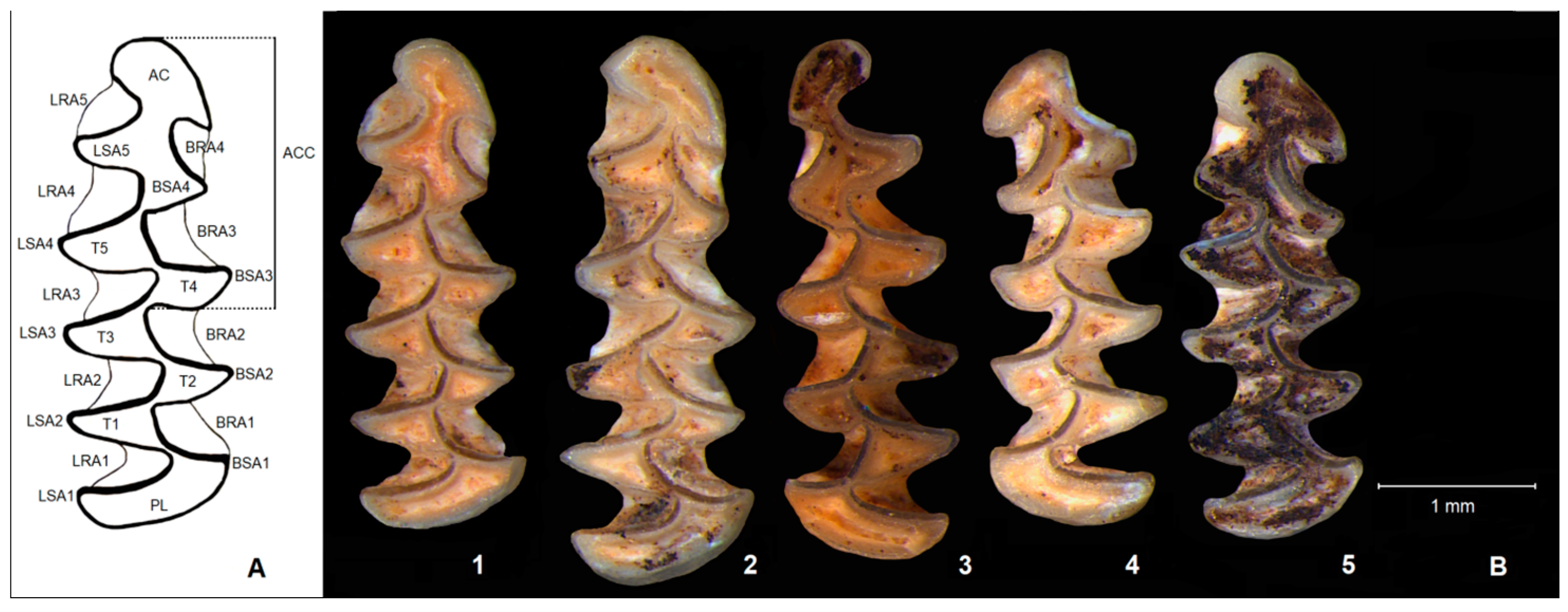 Diversity 15 00538 g001