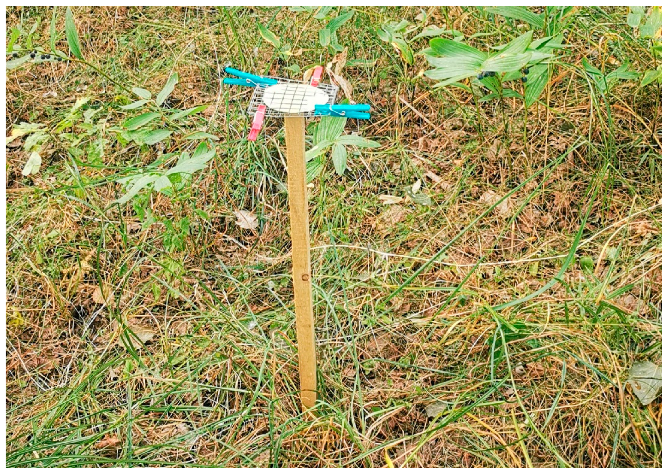 Diversity 15 00539 g002