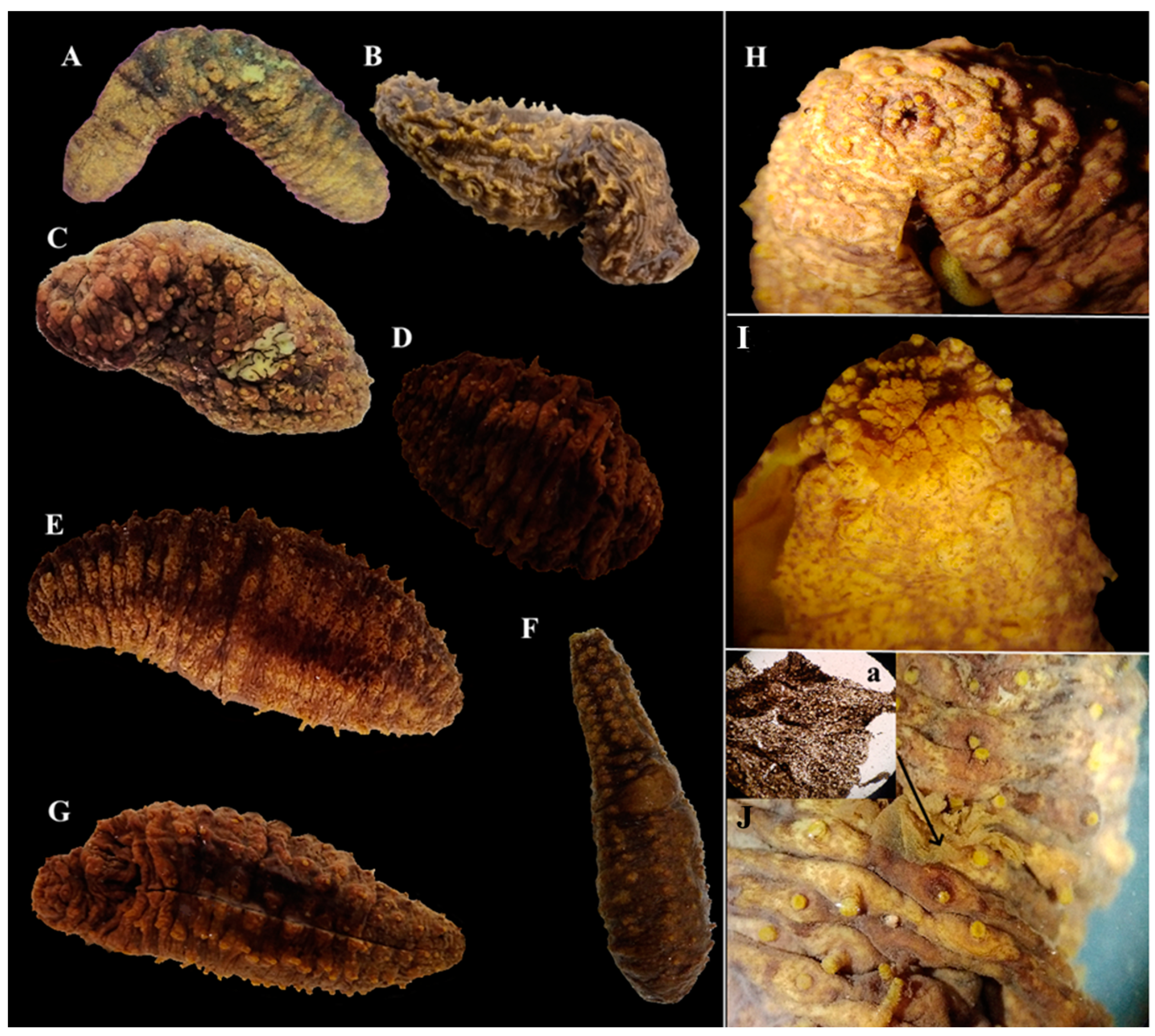 Diversity 15 00542 g001