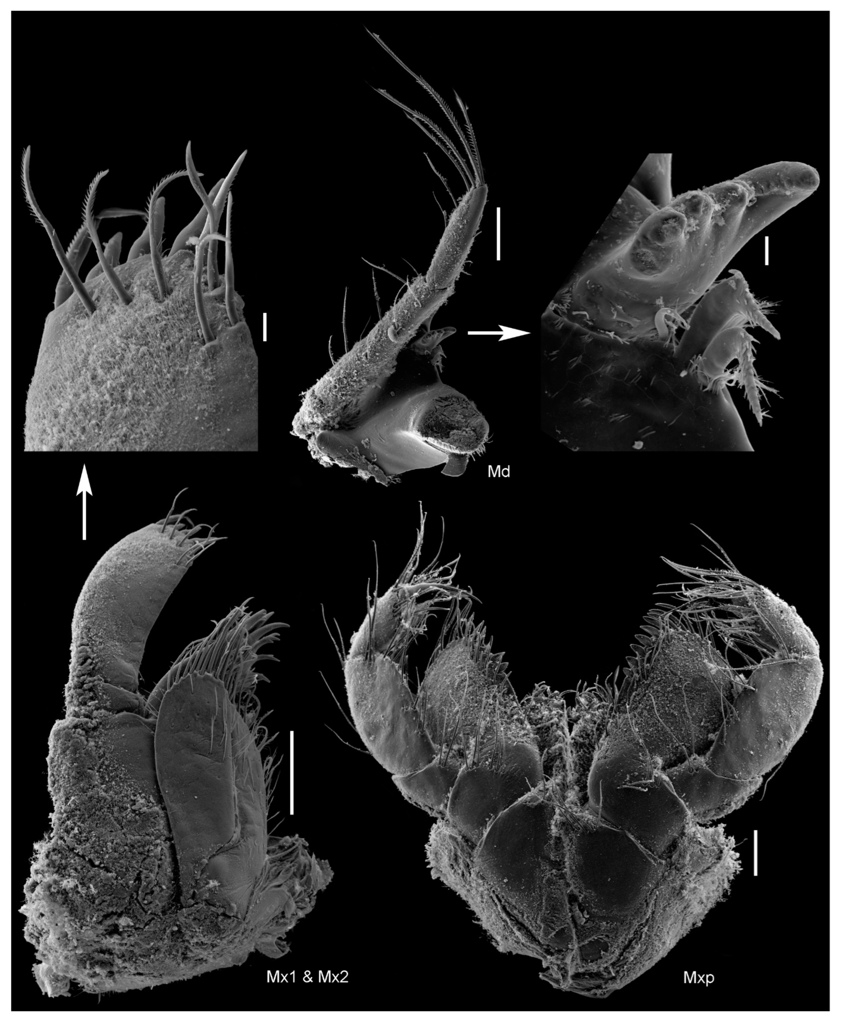 Diversity 15 00546 g008