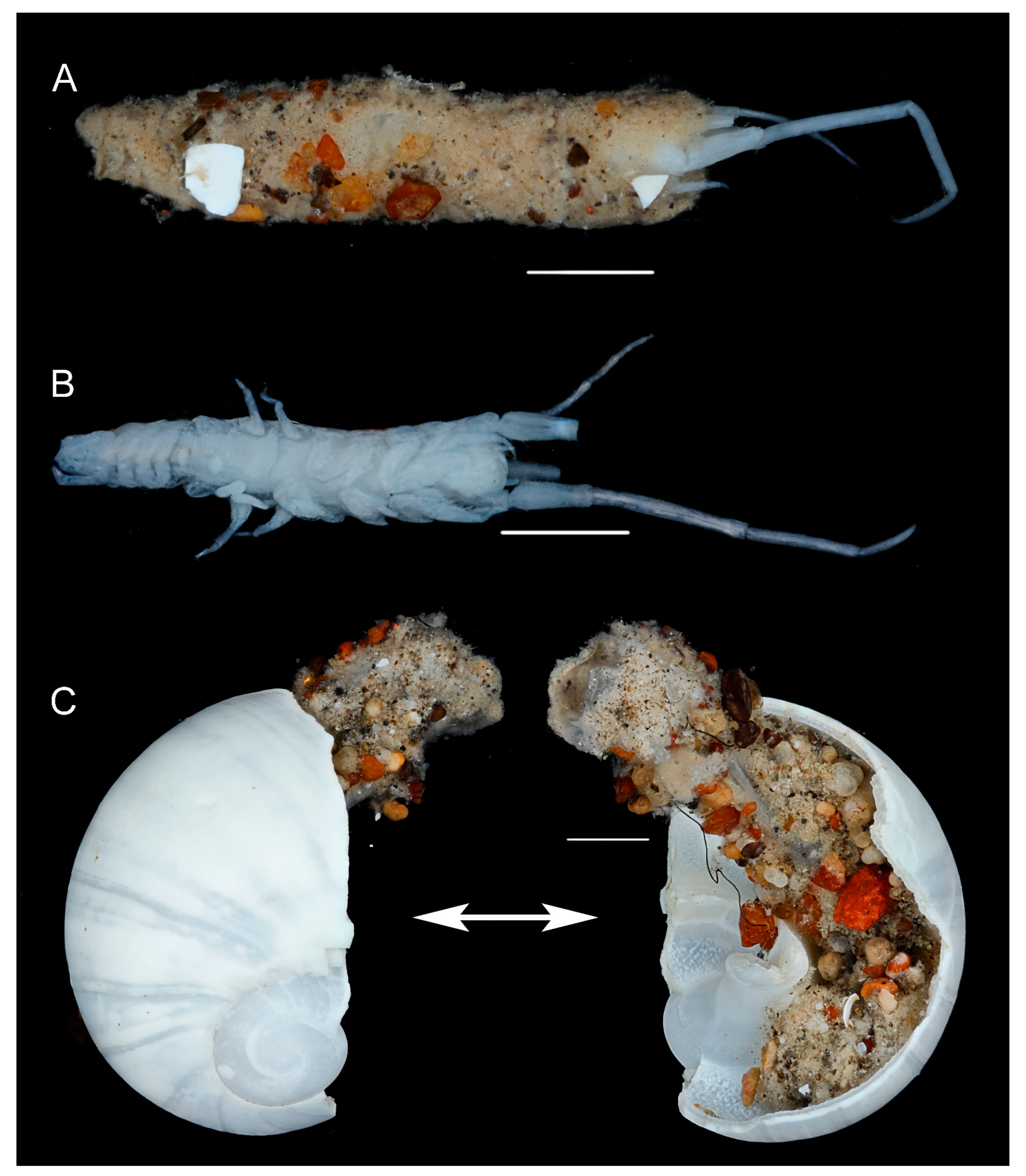 Diversity 15 00546 g010