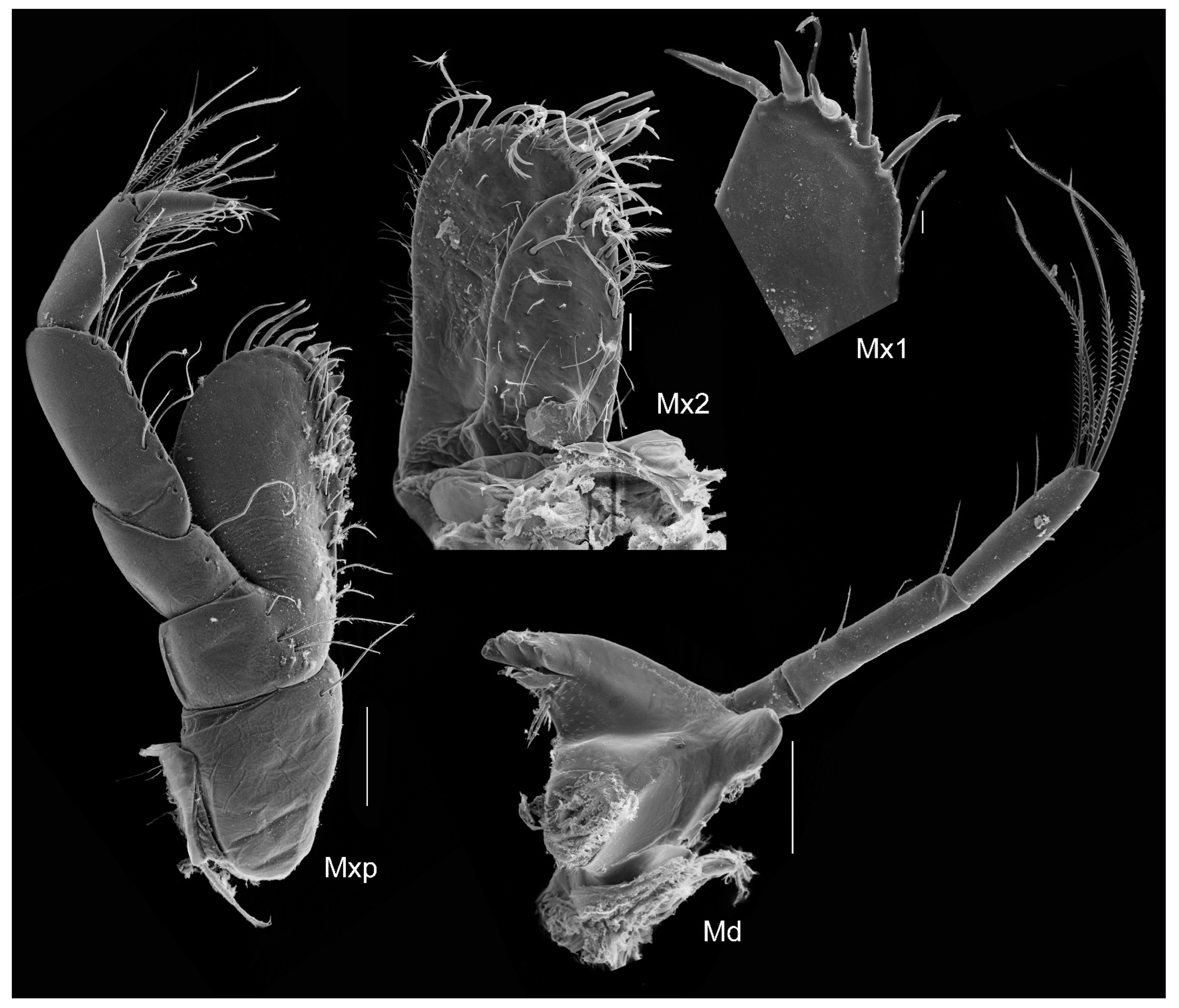 Diversity 15 00546 g017