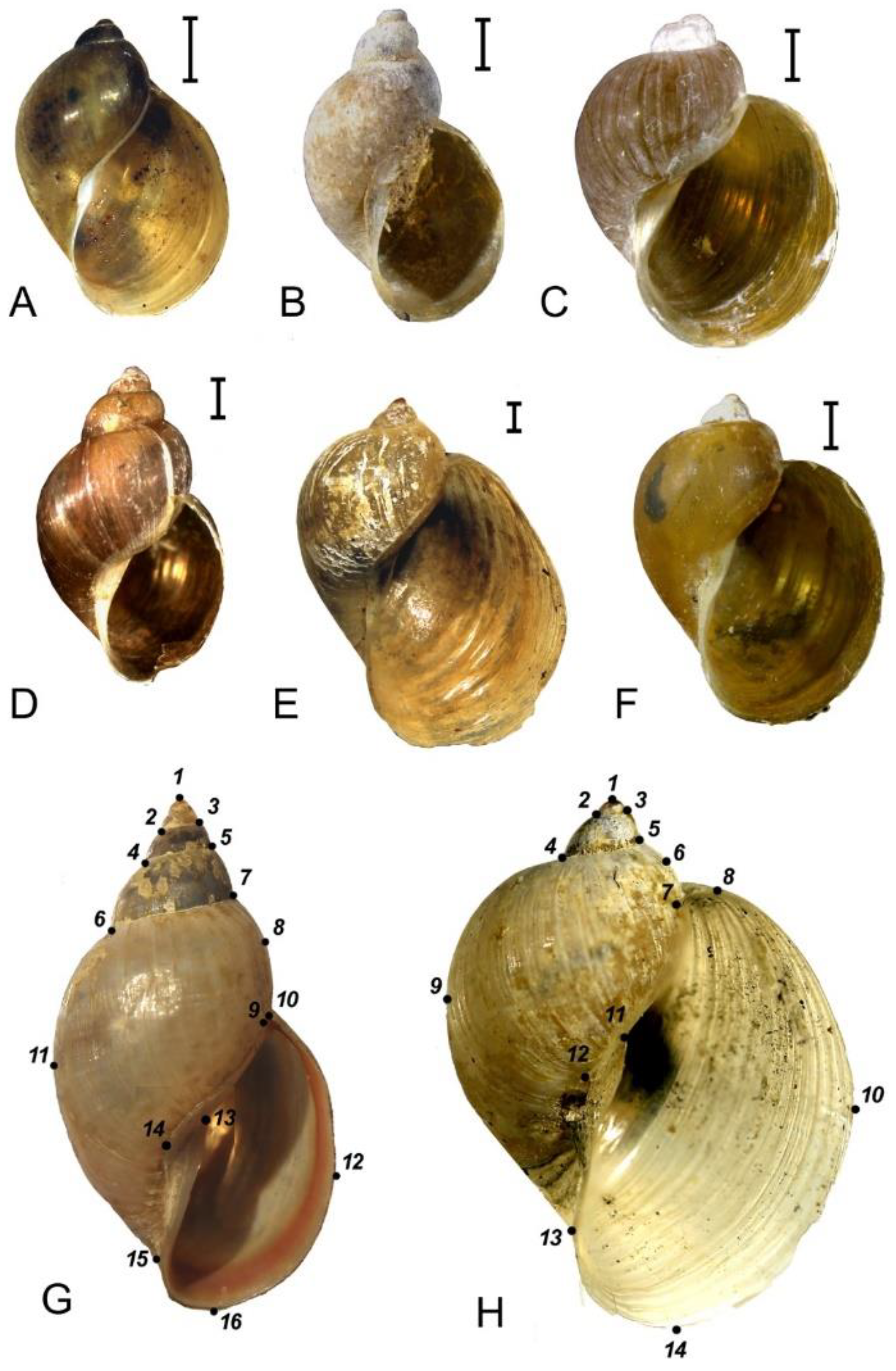 Diversity 15 00548 g002 Diversity 15 00548 g002