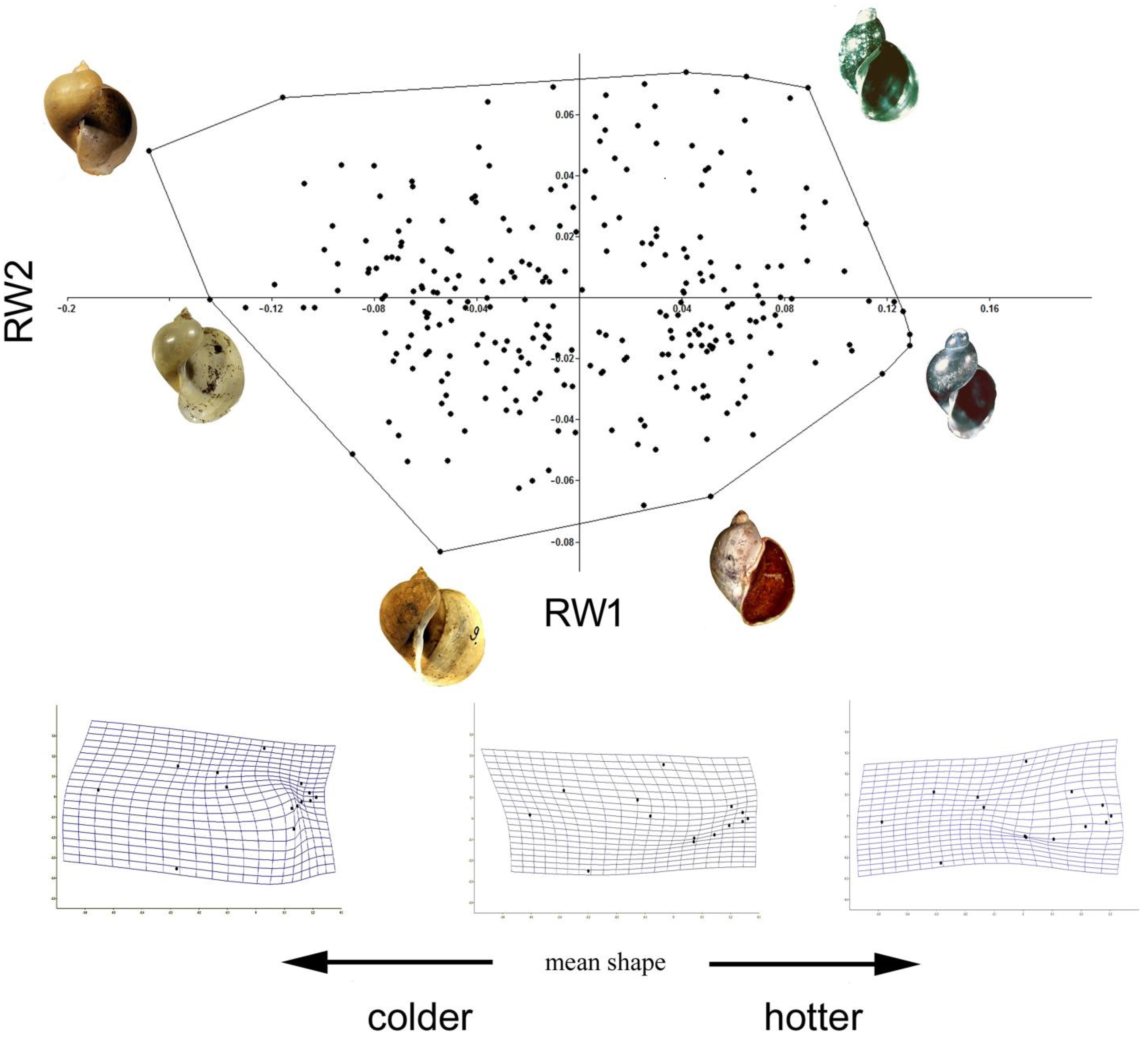 Diversity Free Full-Text How an Ecological Race Is Forming Morphological and Genetic Disparity among Thermal and Non-Thermal Populations of Aquatic Lymnaeid Snails (Gastropoda Lymnaeidae)