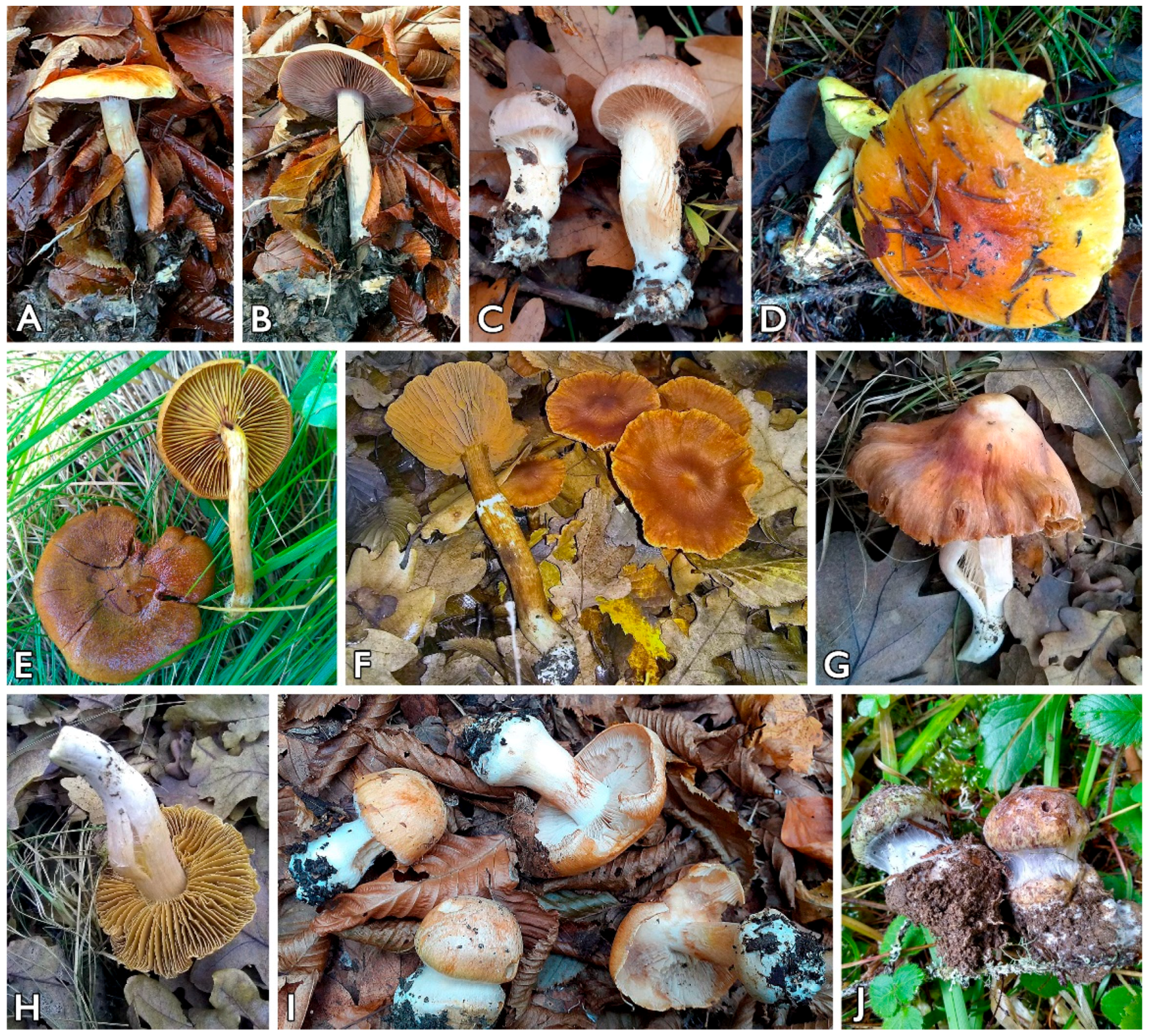 Diversity 15 00553 g001