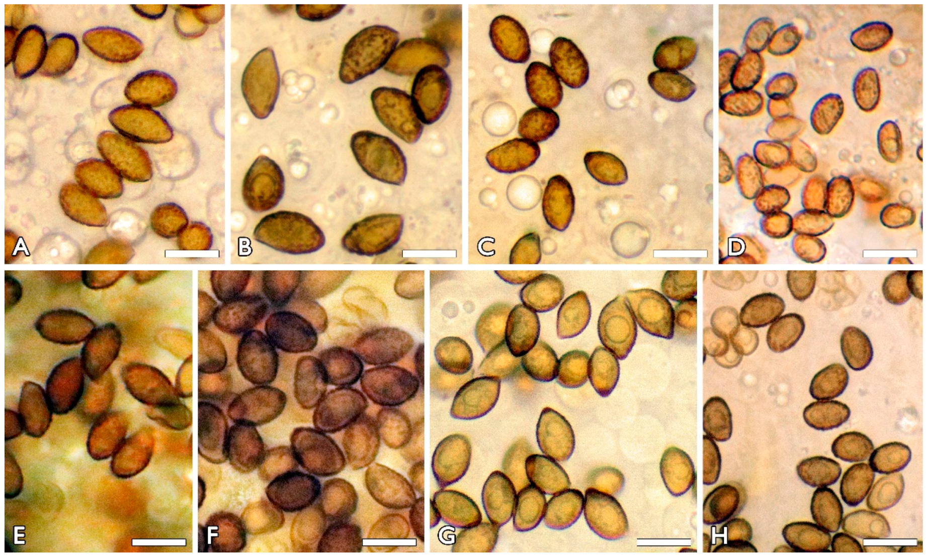 Diversity 15 00553 g002