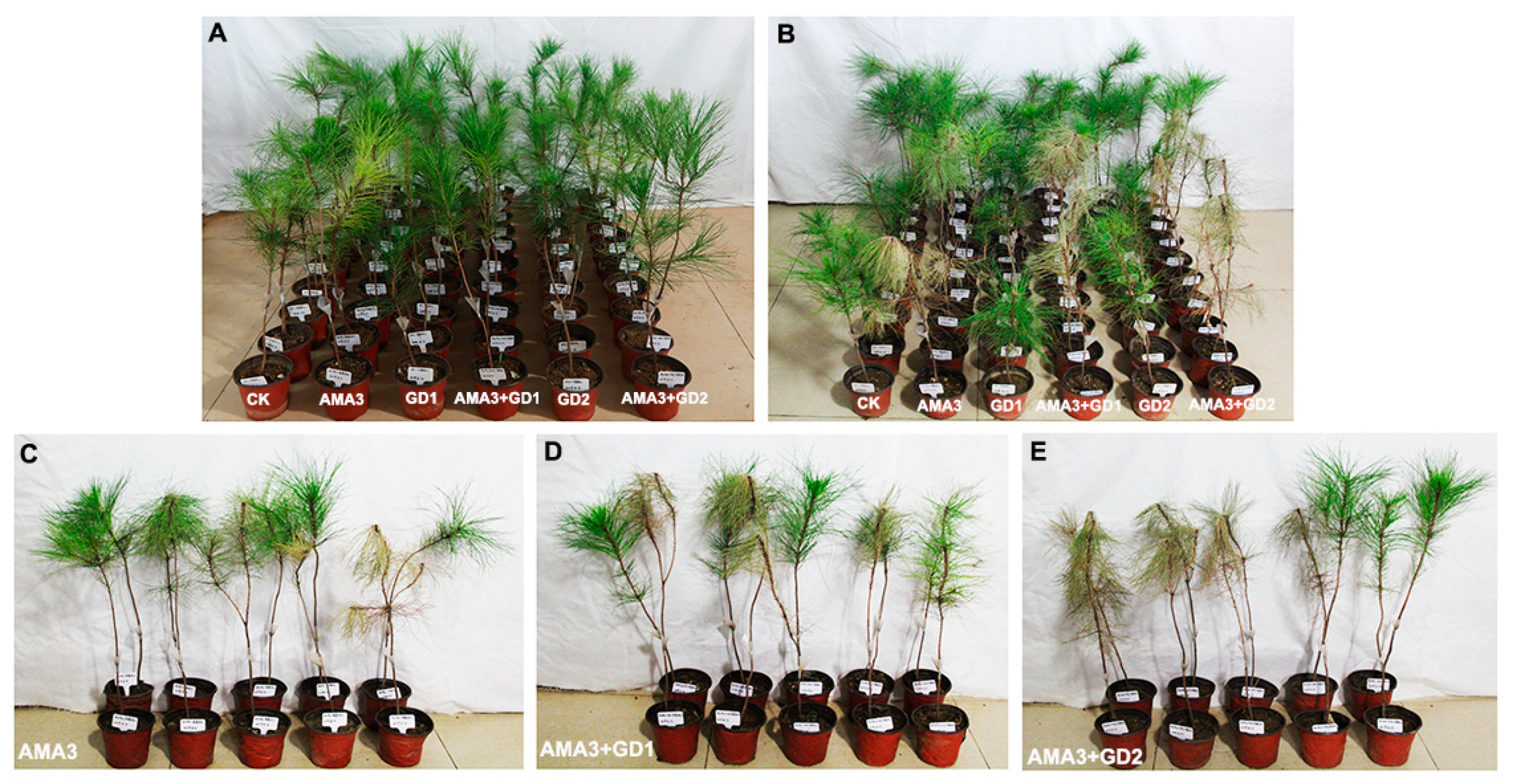 Diversity 15 00566 g003