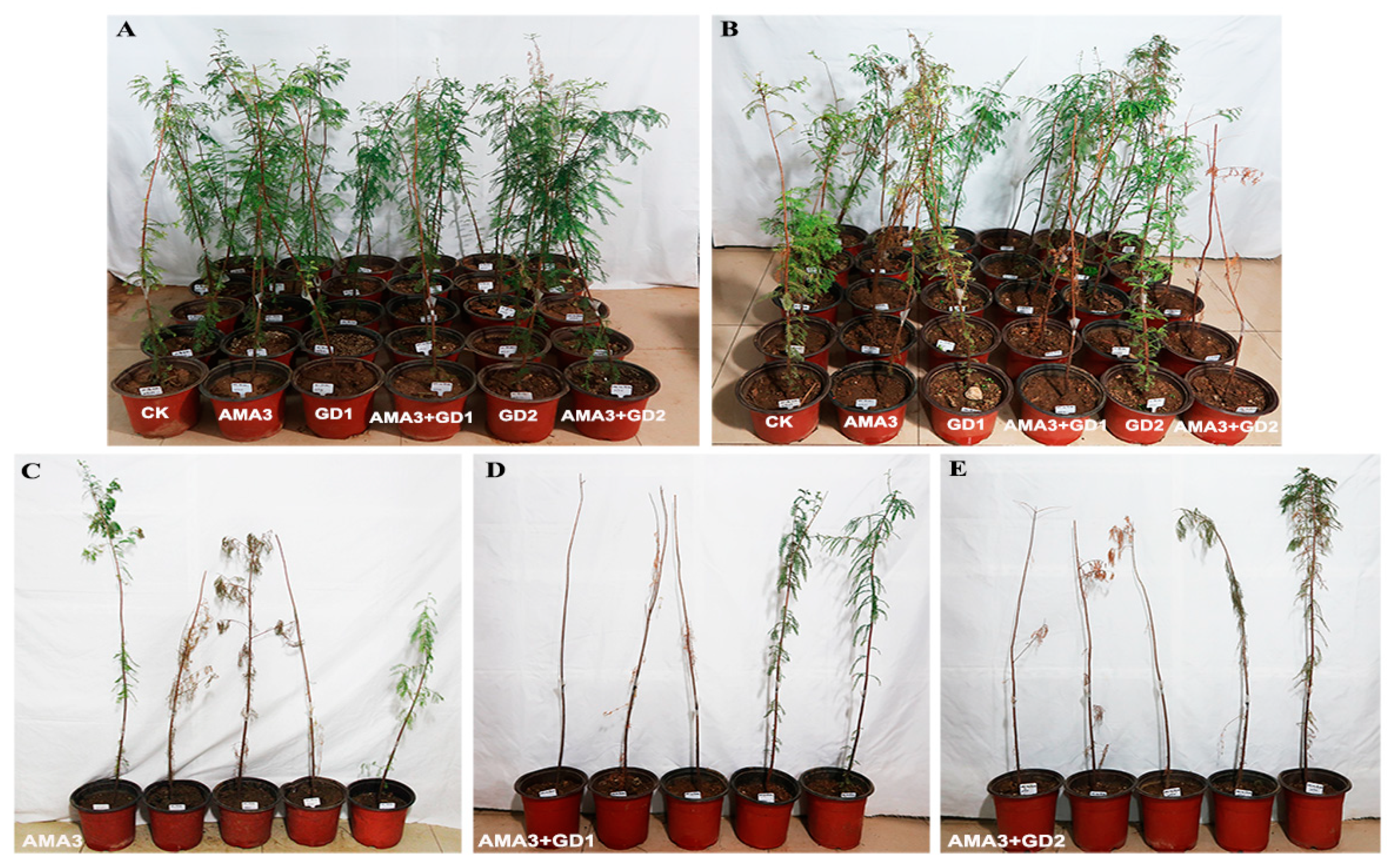 Diversity 15 00566 g004