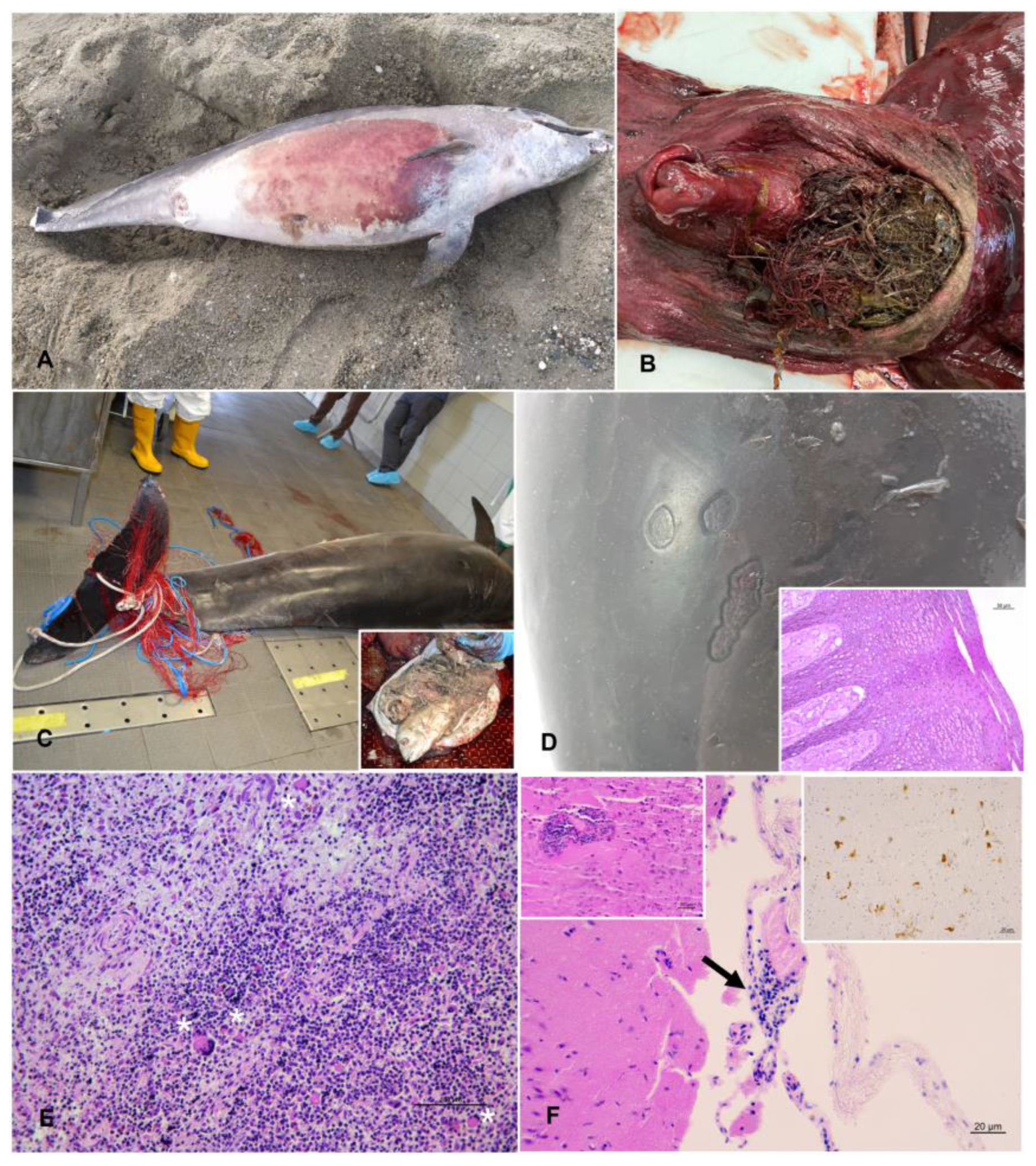 Diversity 15 00569 g002