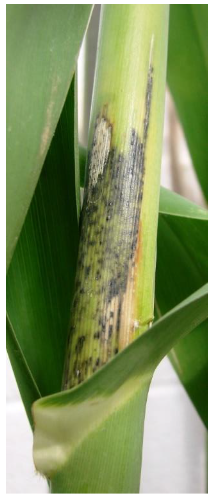 Diversity 15 00571 g001 Diversity 15 00571 g001