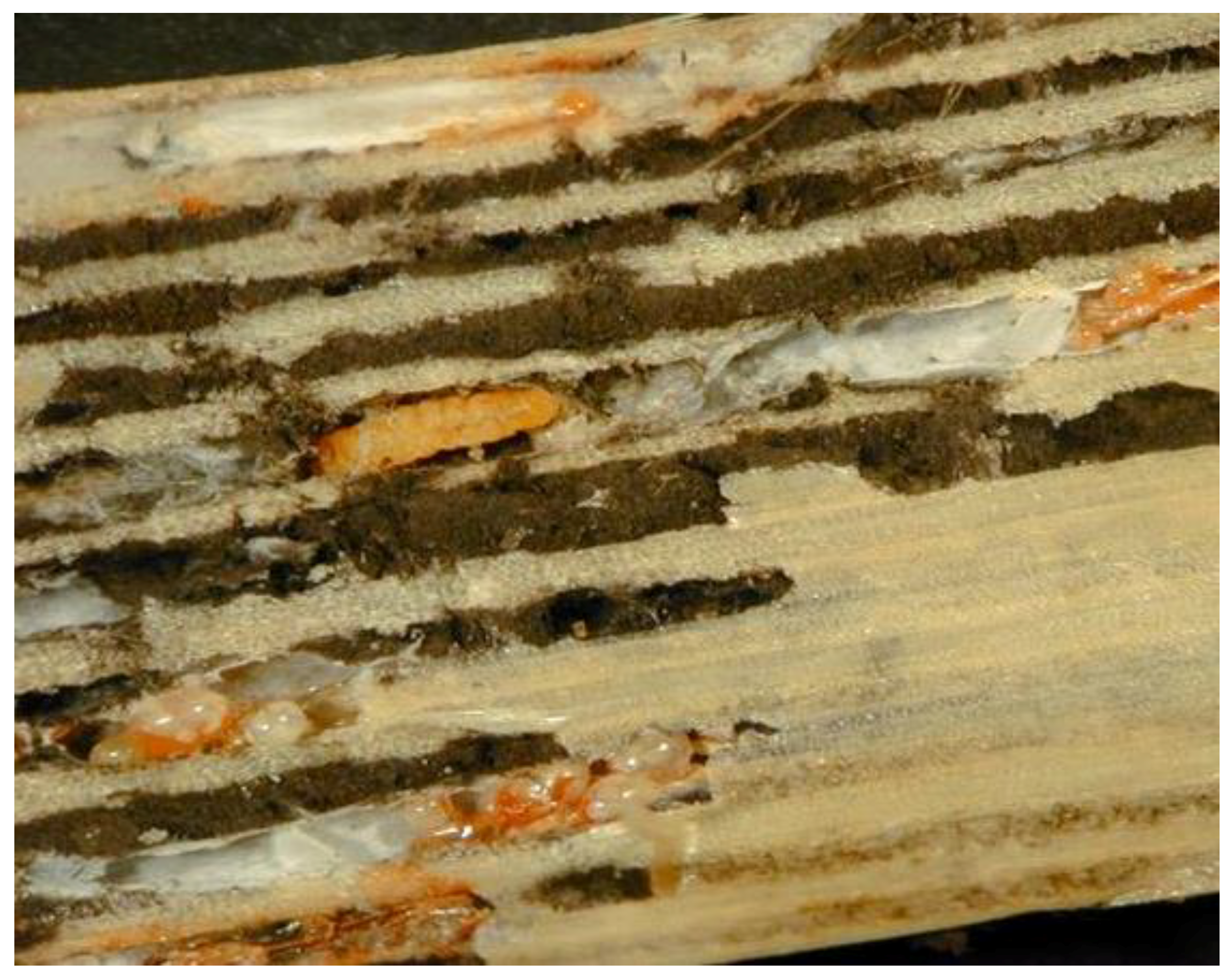 Diversity 15 00571 g002 Diversity 15 00571 g002