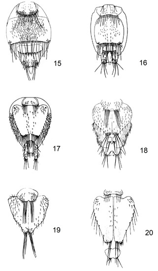 Updated Taxonomic Key of European Nycteribiidae (Diptera), with a
