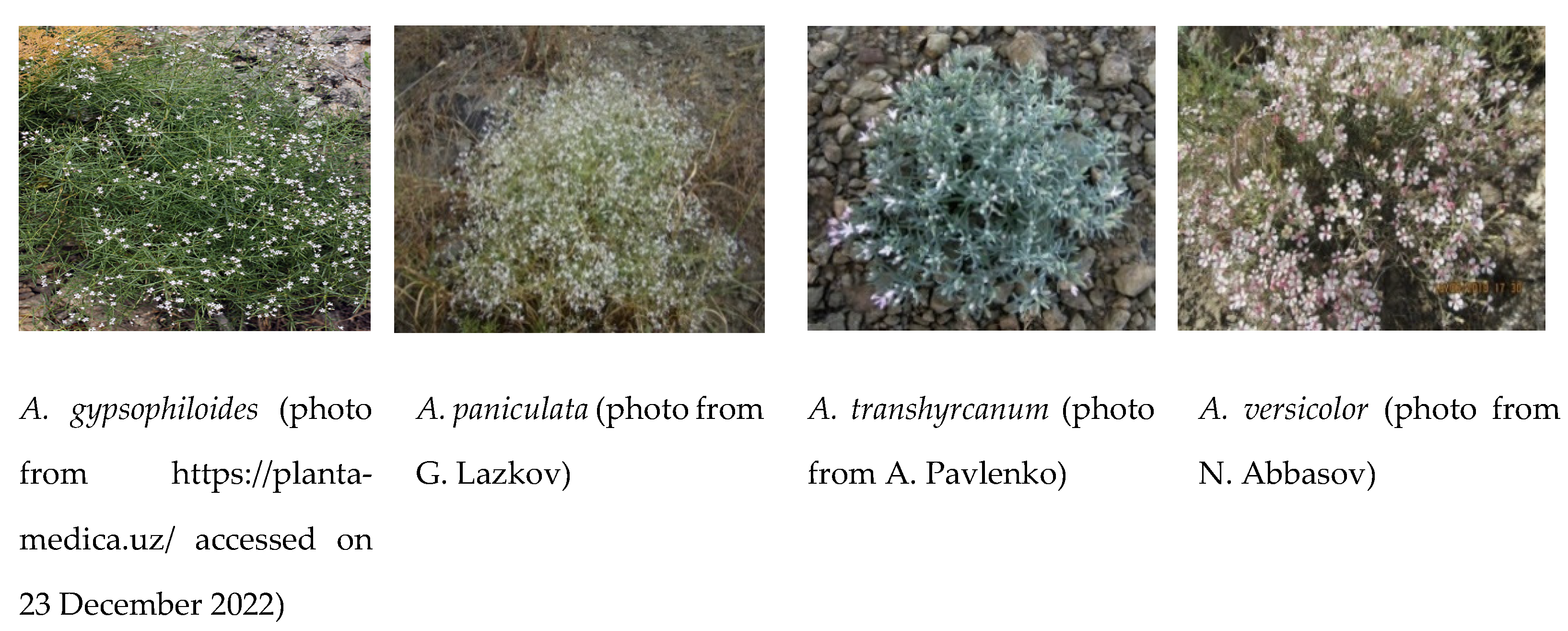 Diversity 15 00574 g001