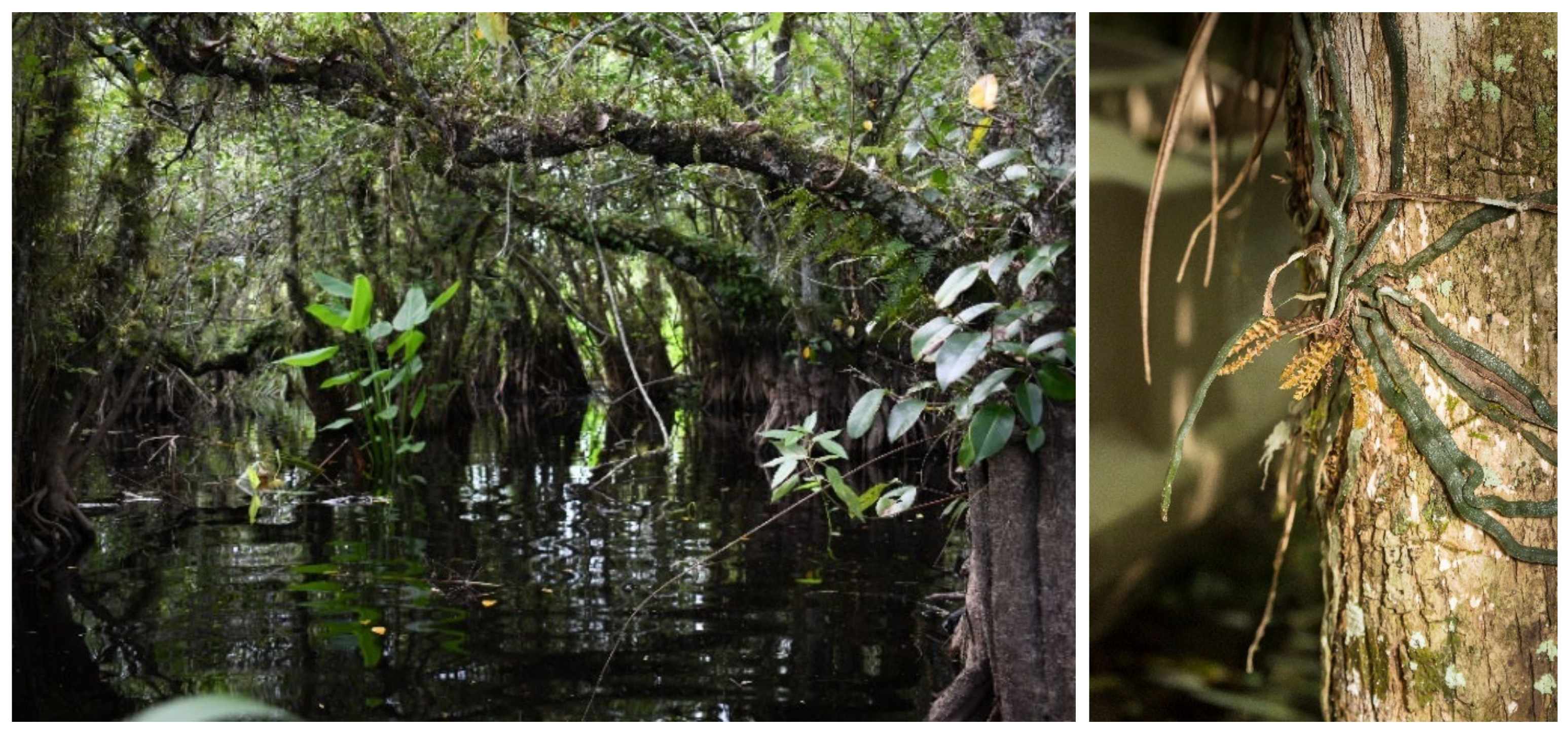 Diversity 15 00576 g001