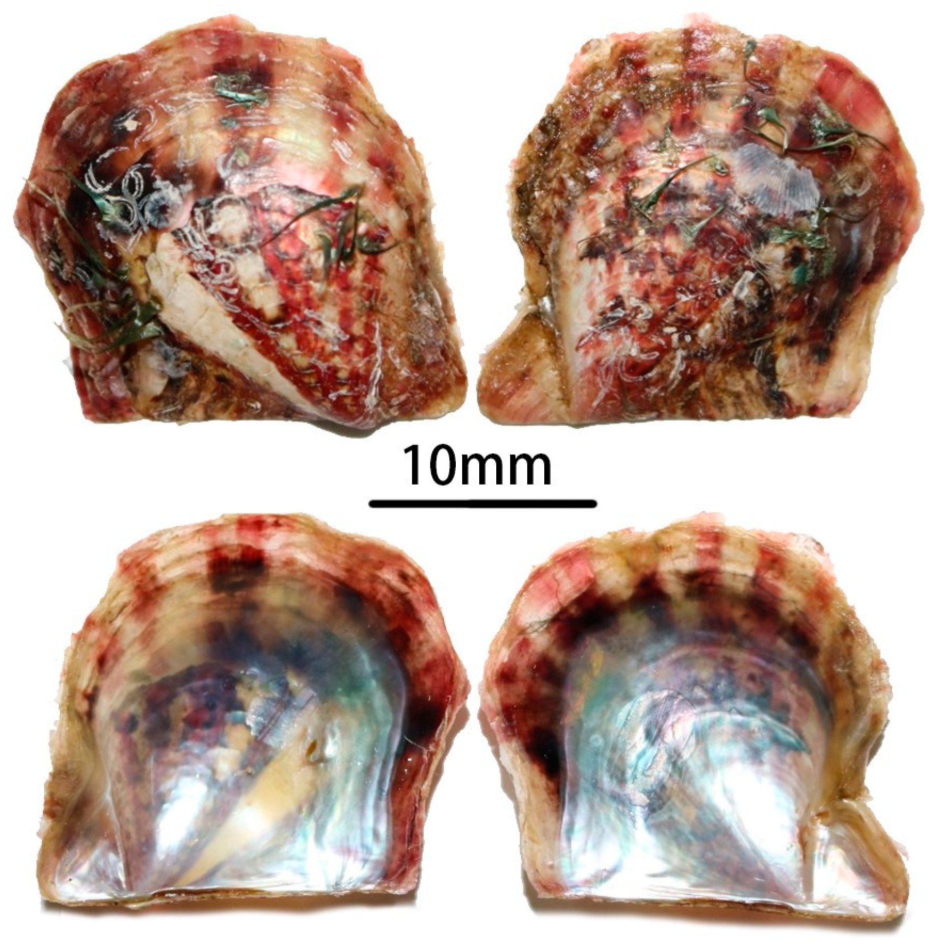 Diversity 15 00578 g002 Diversity 15 00578 g002