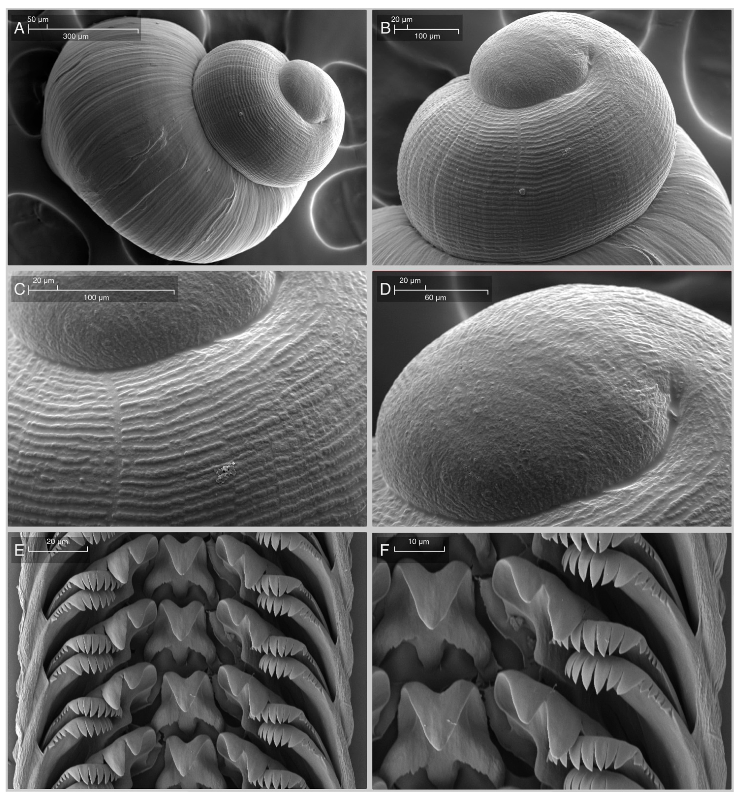 Diversity 15 00581 g003 Diversity 15 00581 g003