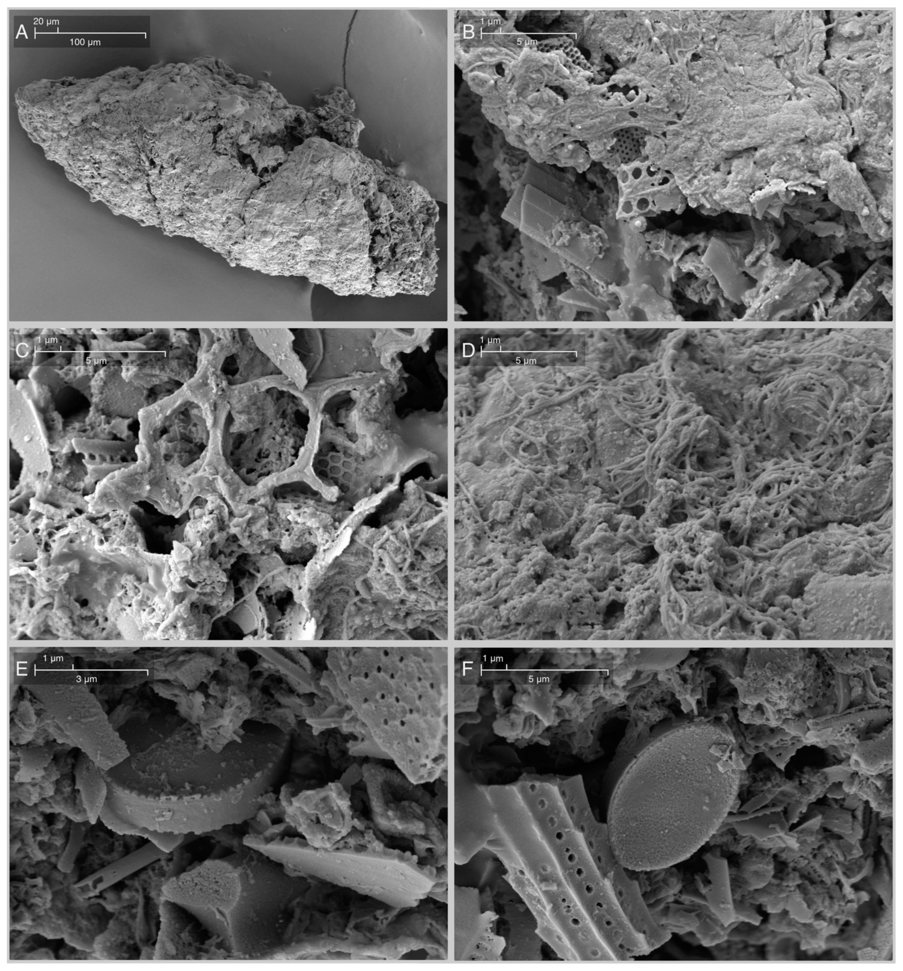 Diversity 15 00581 g004 Diversity 15 00581 g004