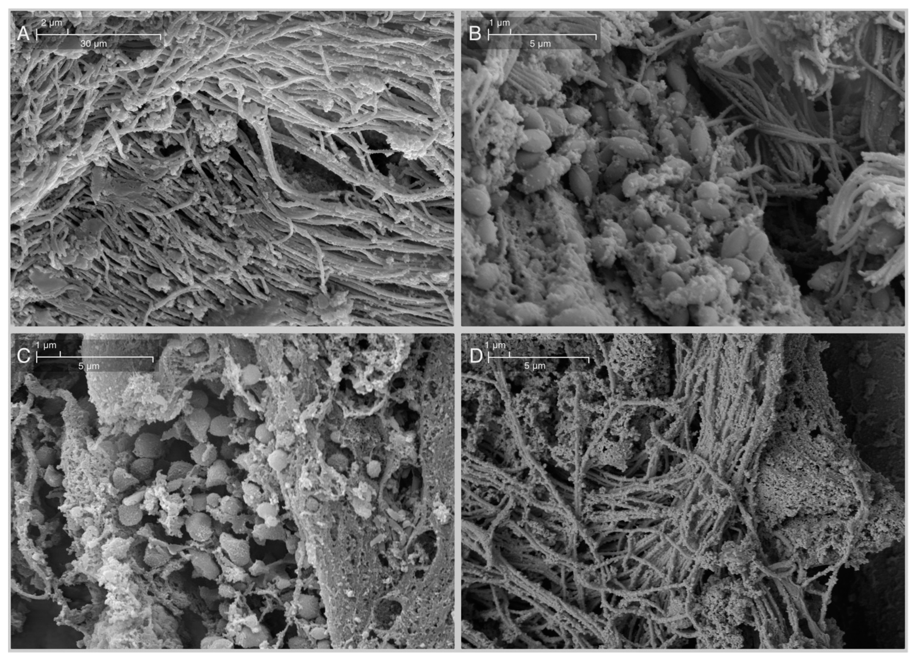 Diversity 15 00581 g005 Diversity 15 00581 g005