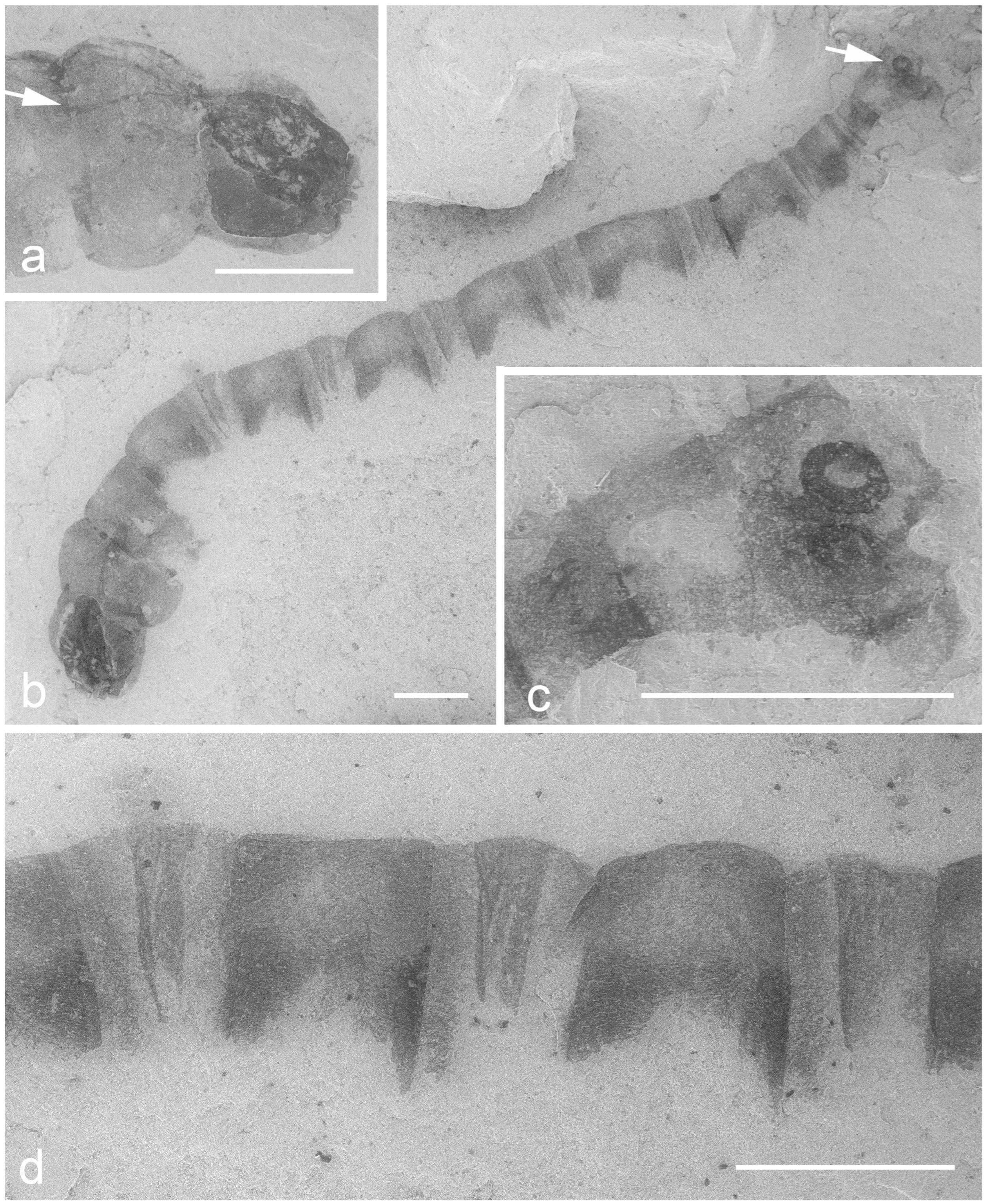 Diversity 15 00582 g001 Diversity 15 00582 g001