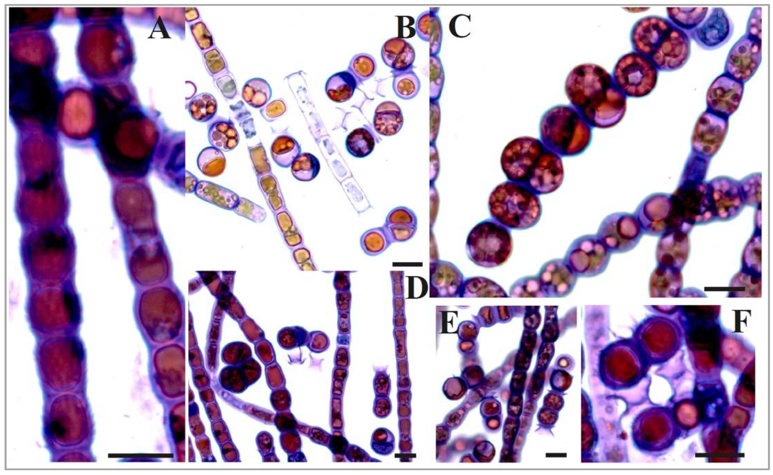 Diversity 15 00583 g006 Diversity 15 00583 g006
