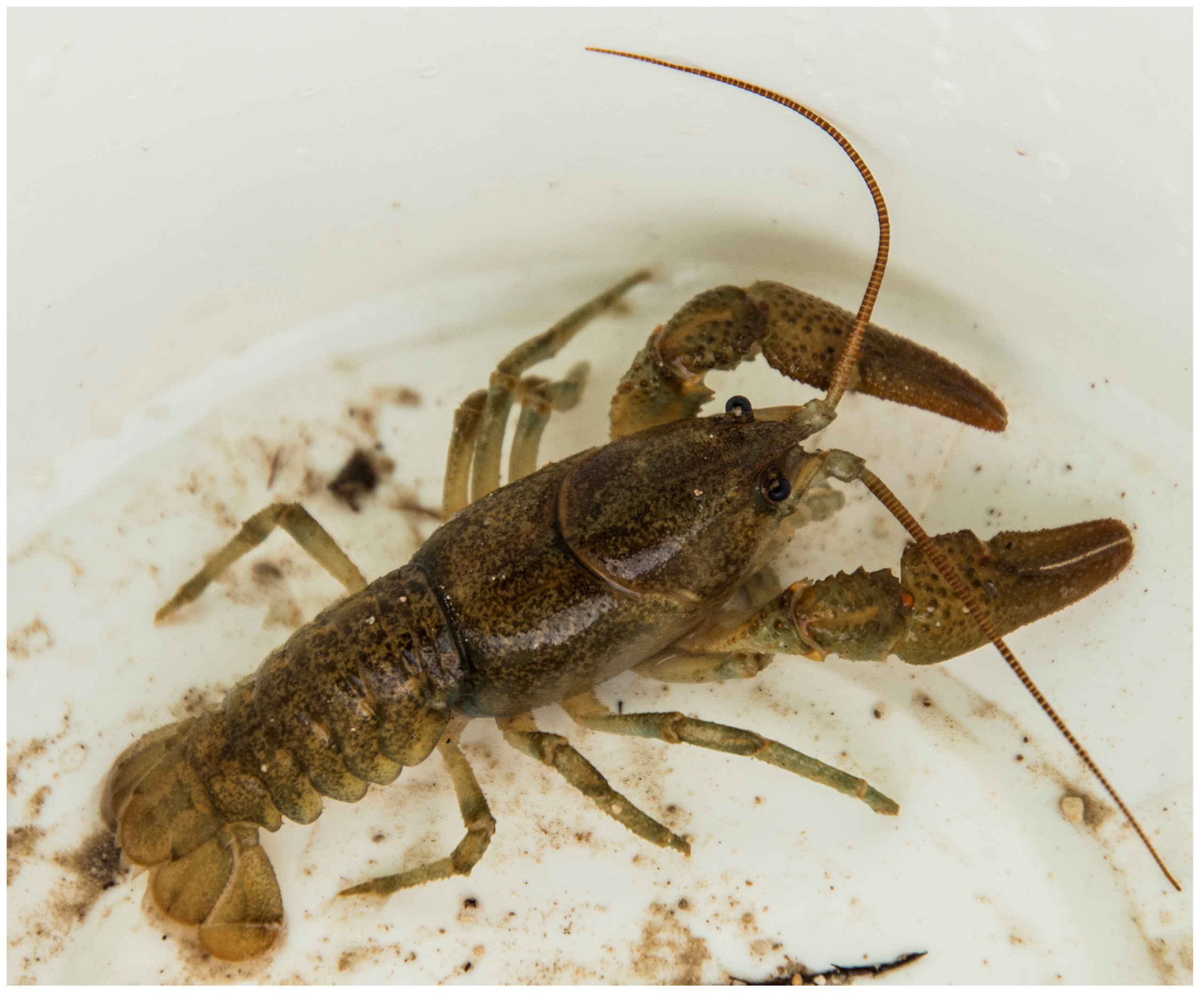 Diversity 15 00591 g001