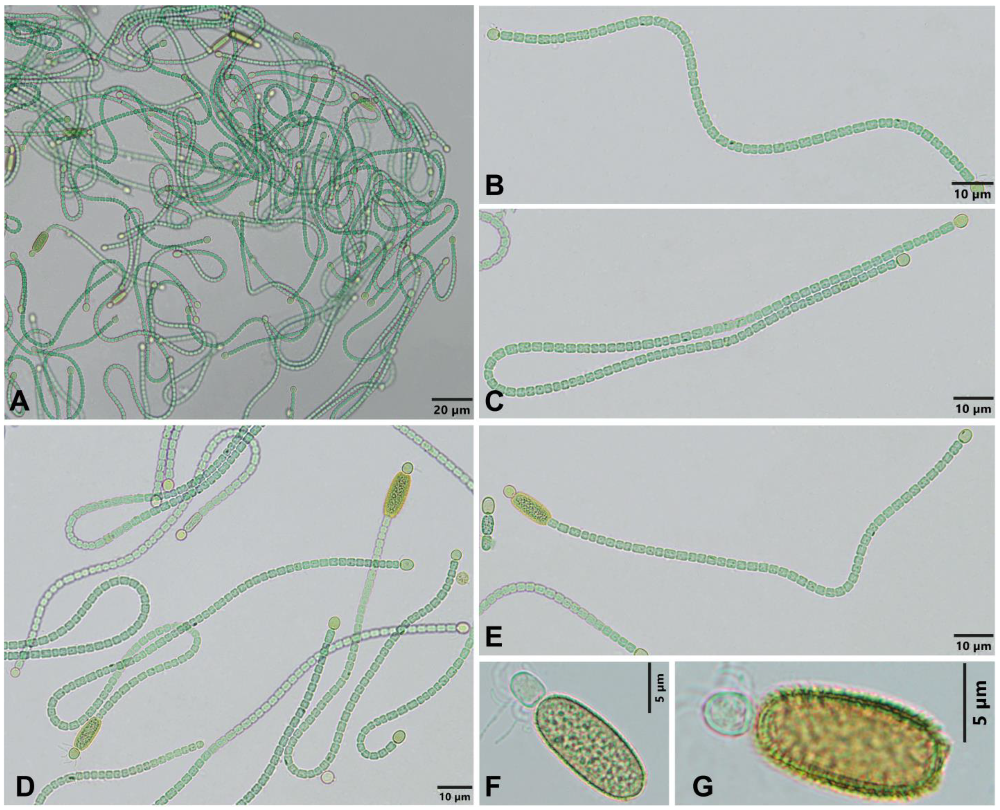 Diversity 15 00592 g001