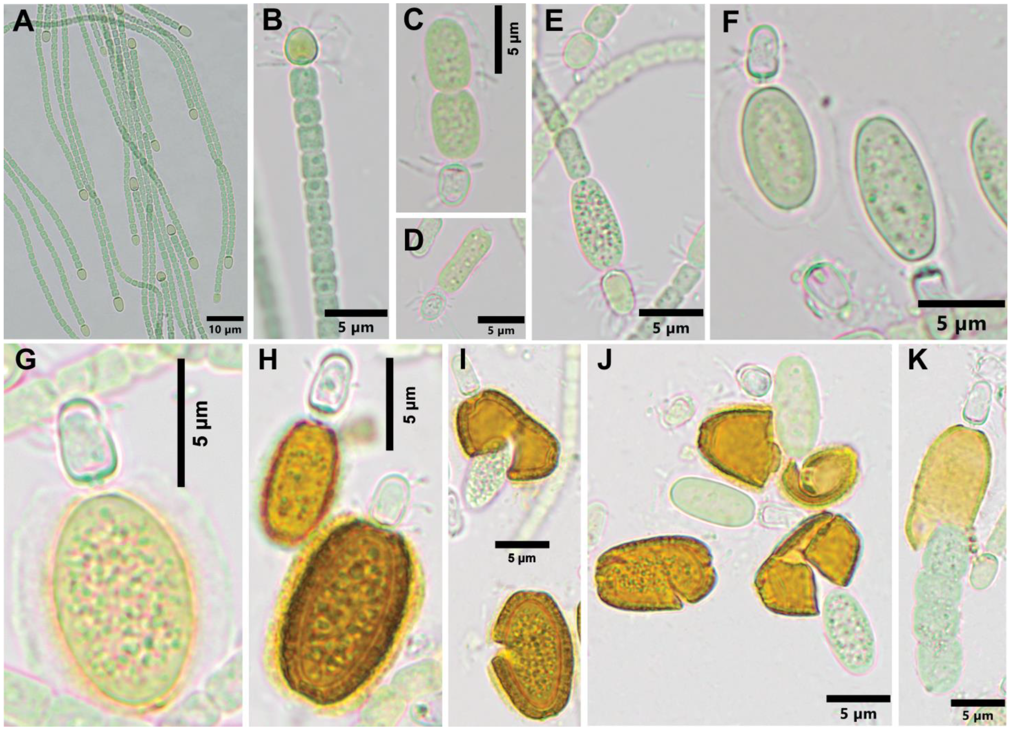 Diversity 15 00592 g002